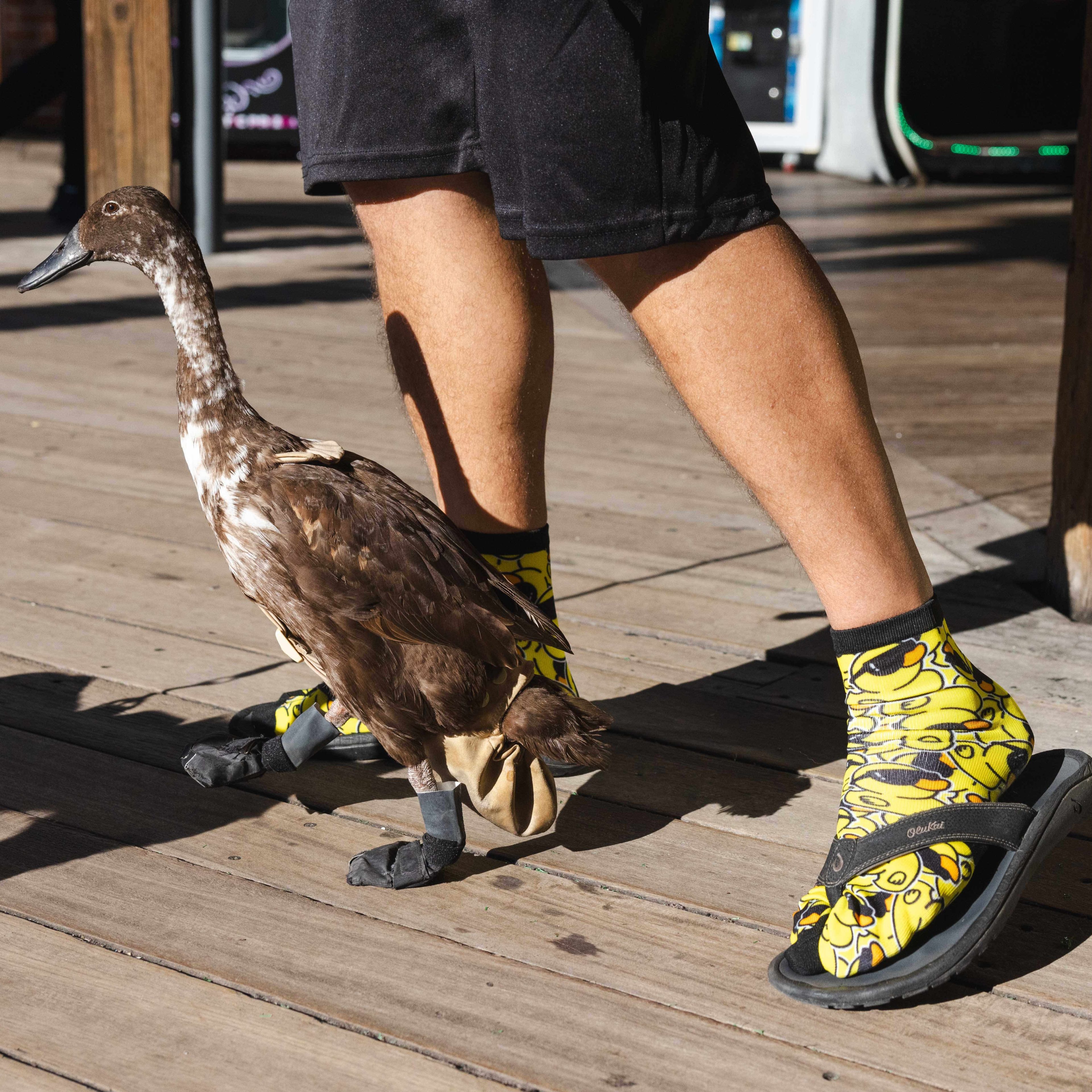 A person wearing yellow cartoon socks and black sandals stands next to a brown duck, which is also wearing tiny shoes on its feet, on a wooden deck.