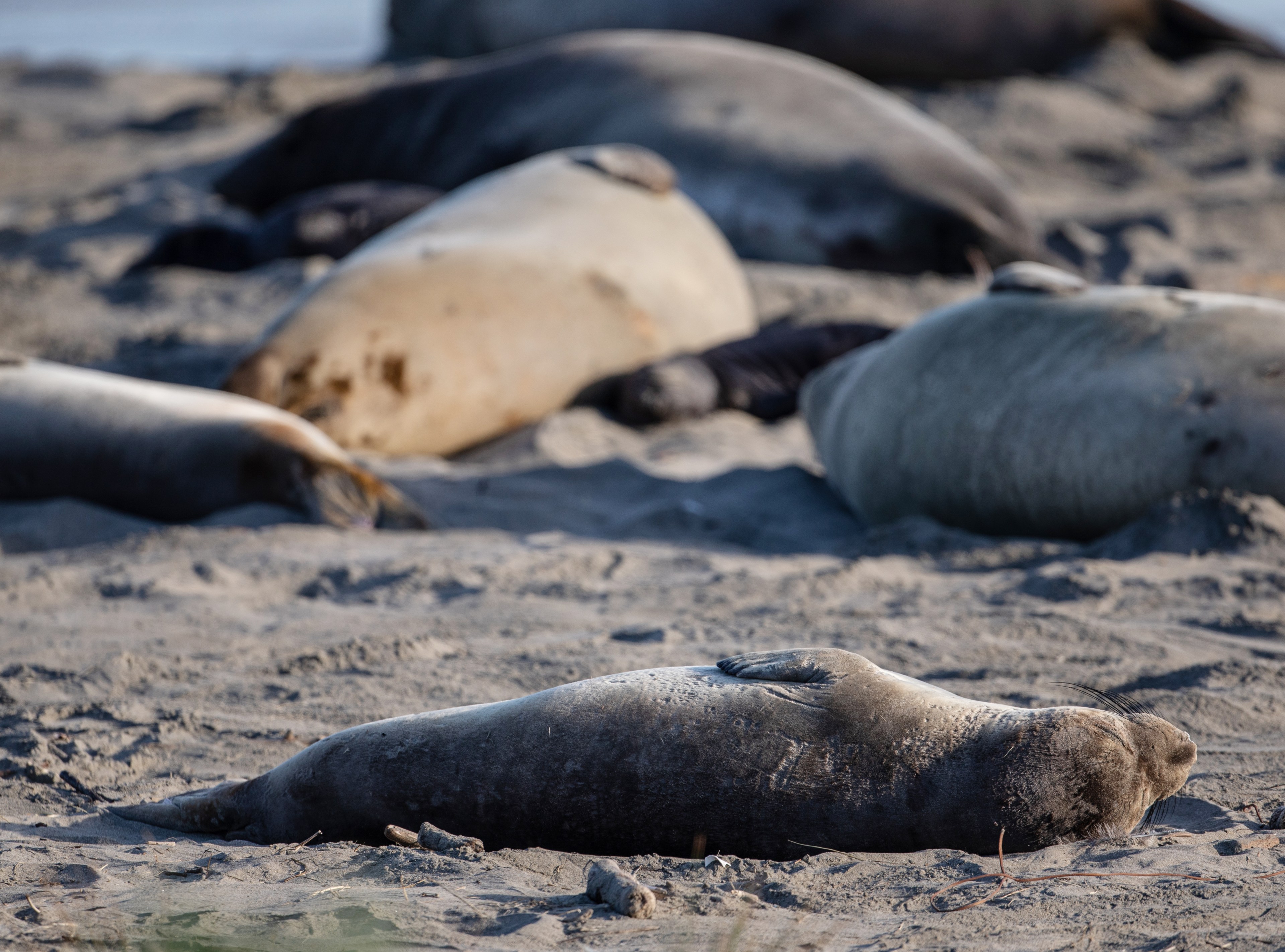 Several seals are lounging on a sandy beach, basking in the sunlight. They appear relaxed and are scattered across the sand, with a calm sea in the background.