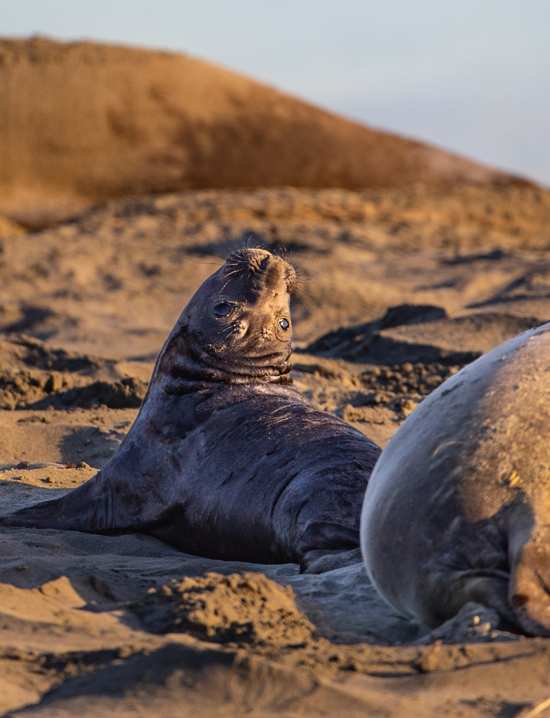 A seal is lying on sandy terrain, gazing upwards with a curious expression. The background is blurry, and another seal is partially visible in the foreground.