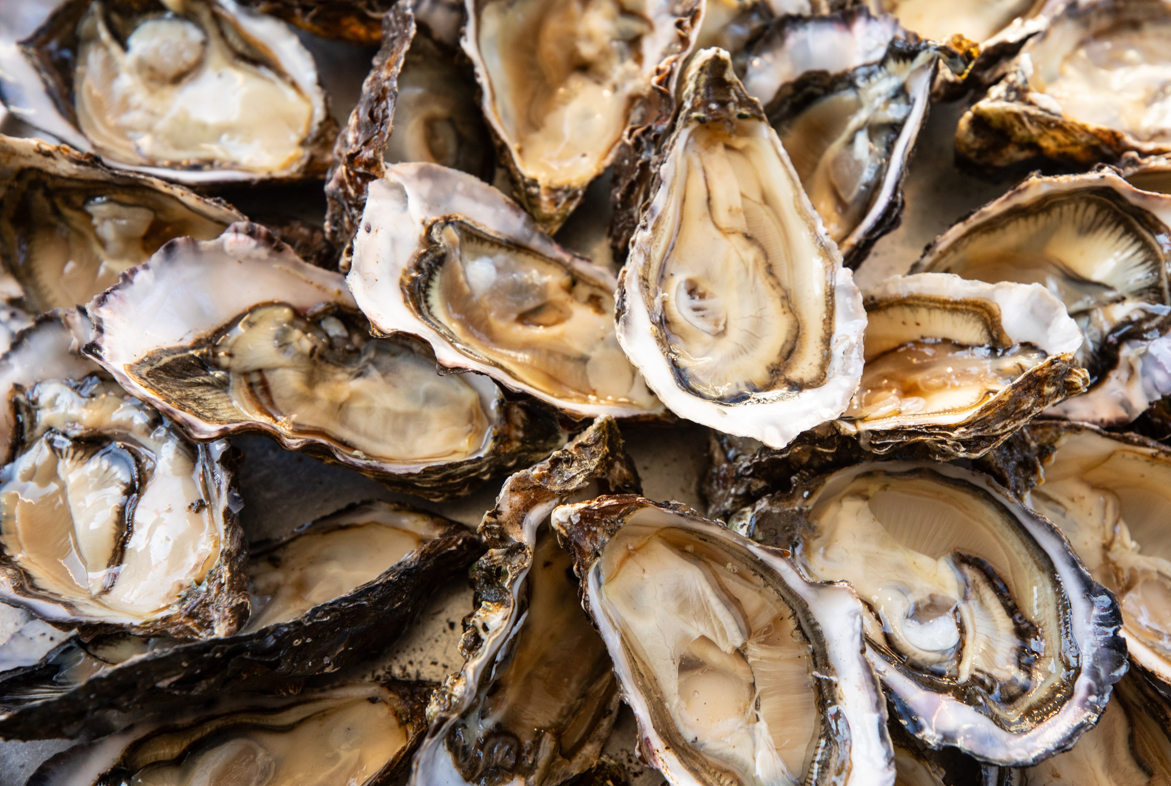 Freshly shucked oysters with textured, ridged shells are open, displaying their glossy, moist interiors, arranged closely on a flat surface.