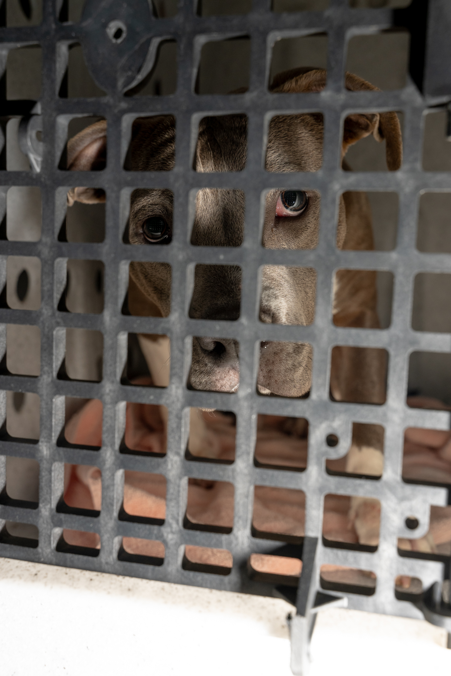 A dog with brown fur peers through a black metal grate, looking sad. The dog is inside a crate, partially visible over a light-colored blanket.