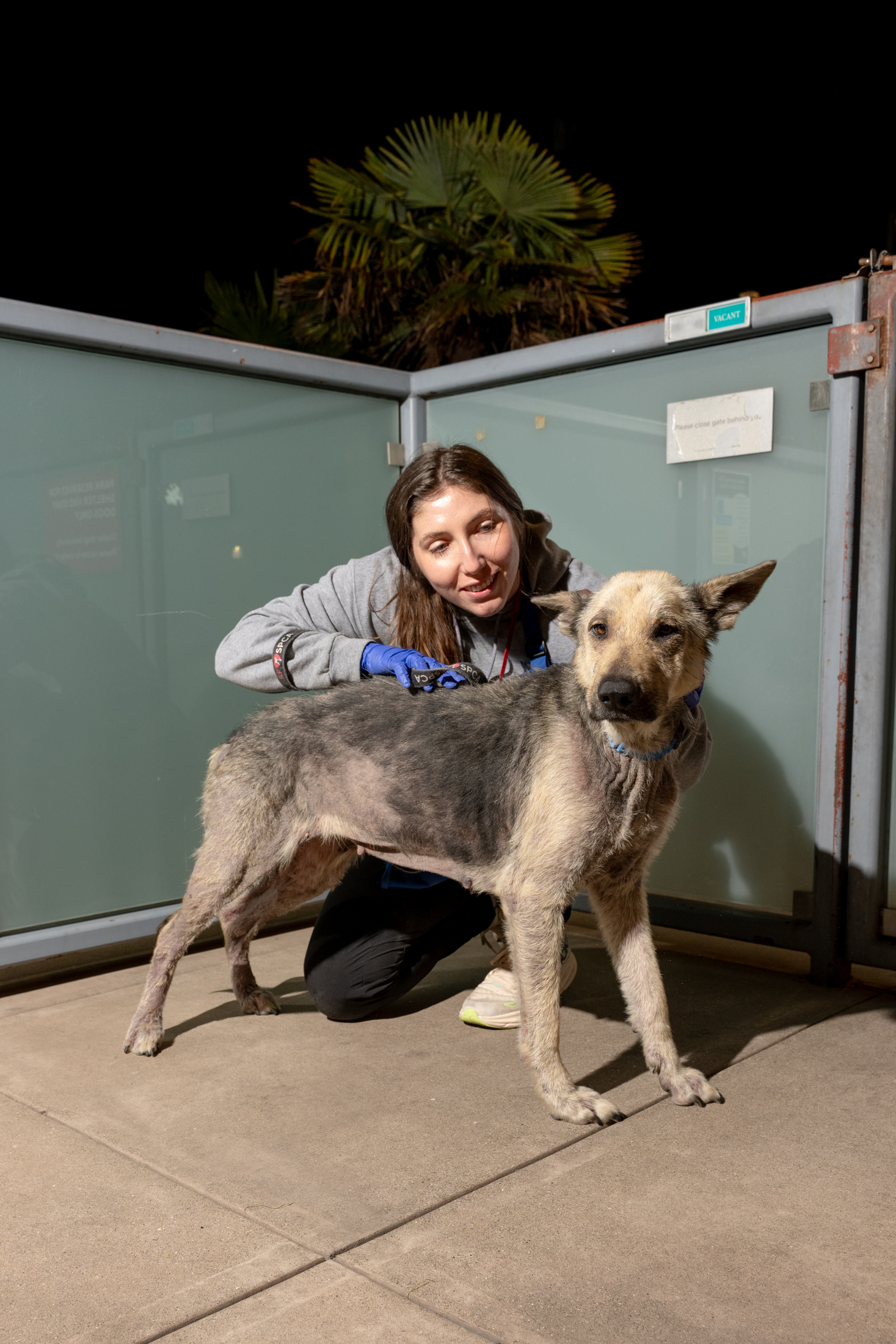 A woman kneels beside a large, beige and black dog at night. She is gently petting the dog and smiling, while wearing blue gloves. They are on a concrete surface.