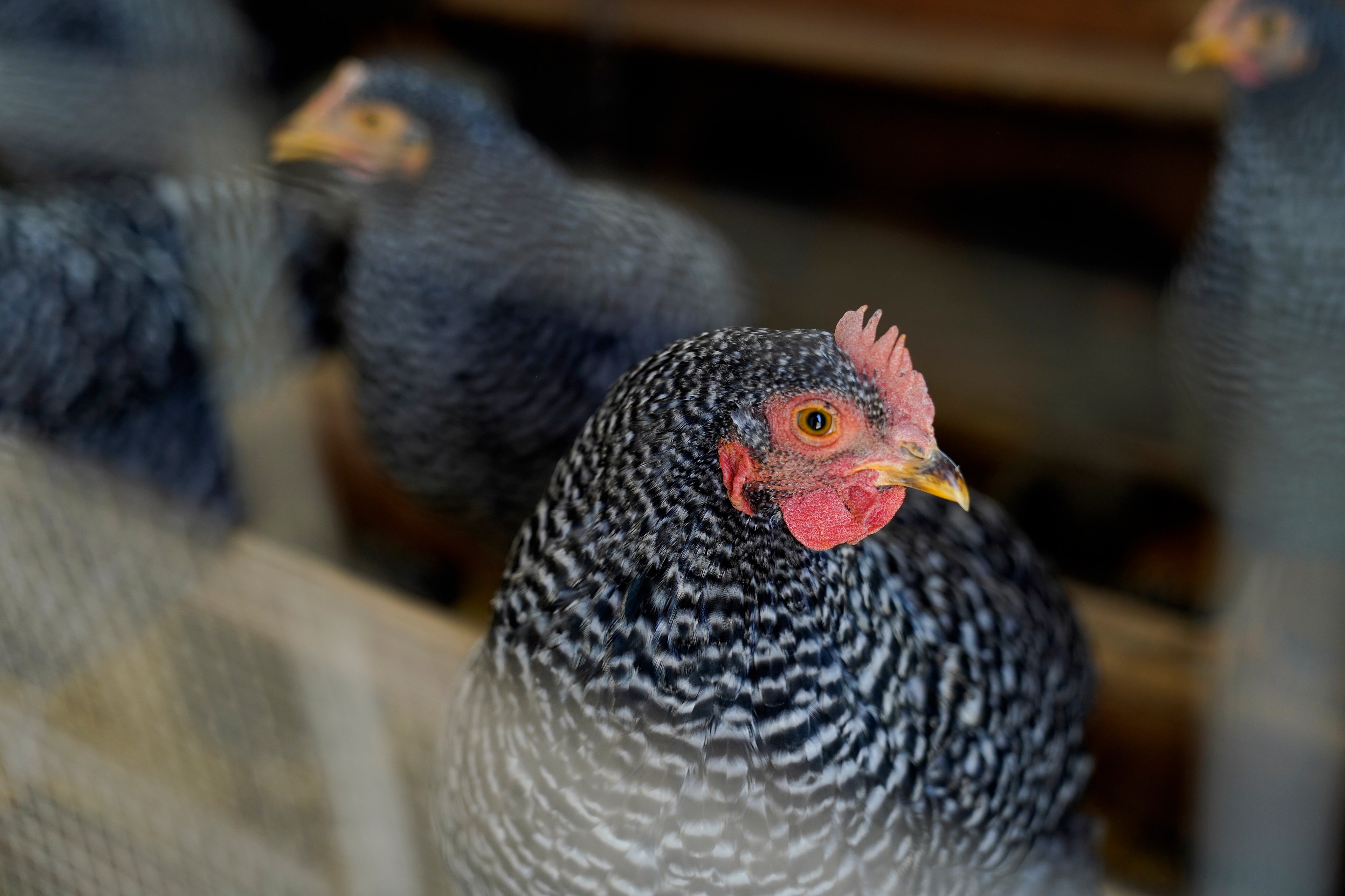 The image shows a close-up of a black-and-white speckled chicken with red comb and wattles, looking intently with other chickens blurred in the background.