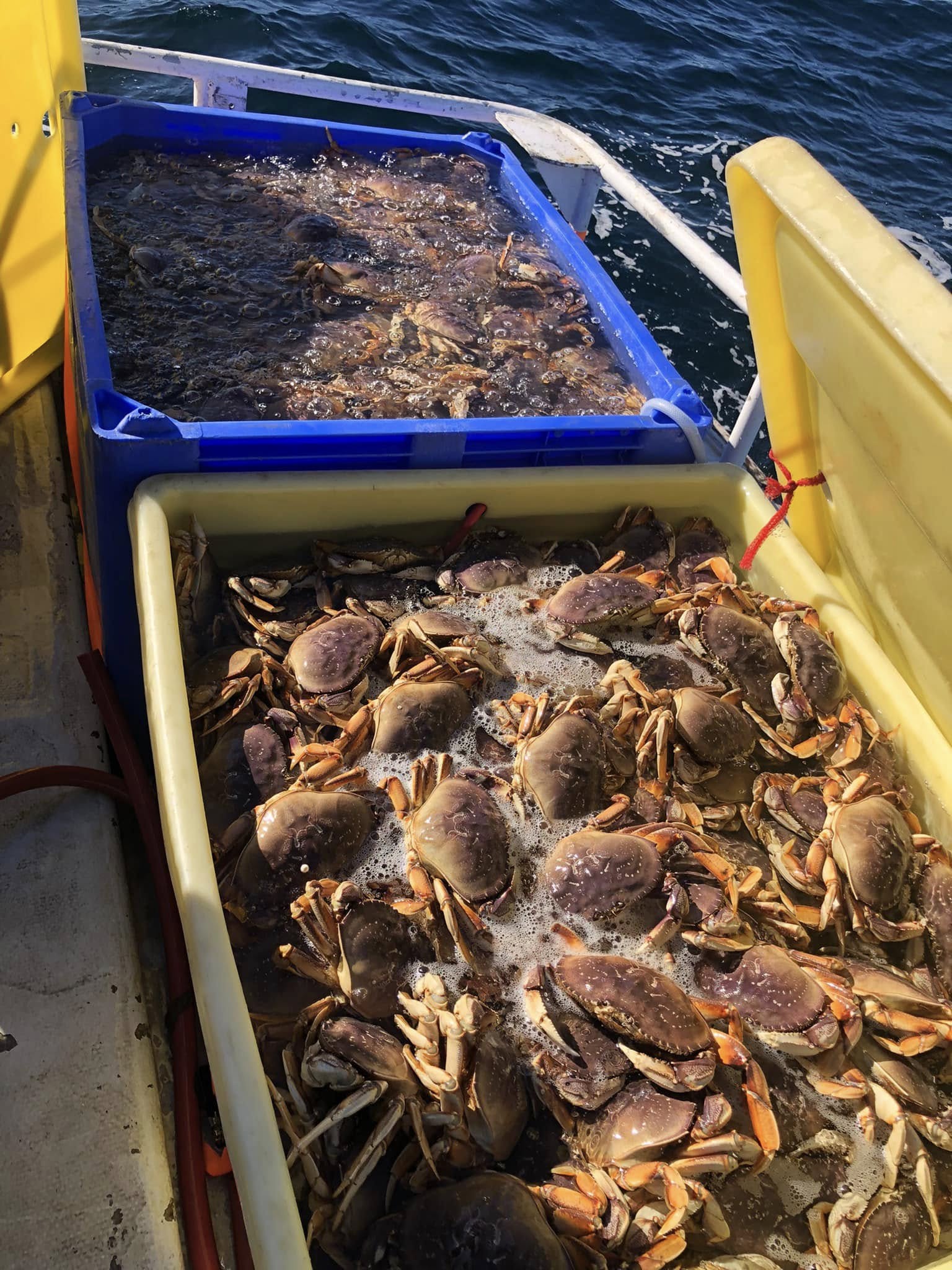 The image shows two large bins on a boat filled with crabs. One bin is yellow and overflowing with crabs, while the other blue bin contains submerged crabs.