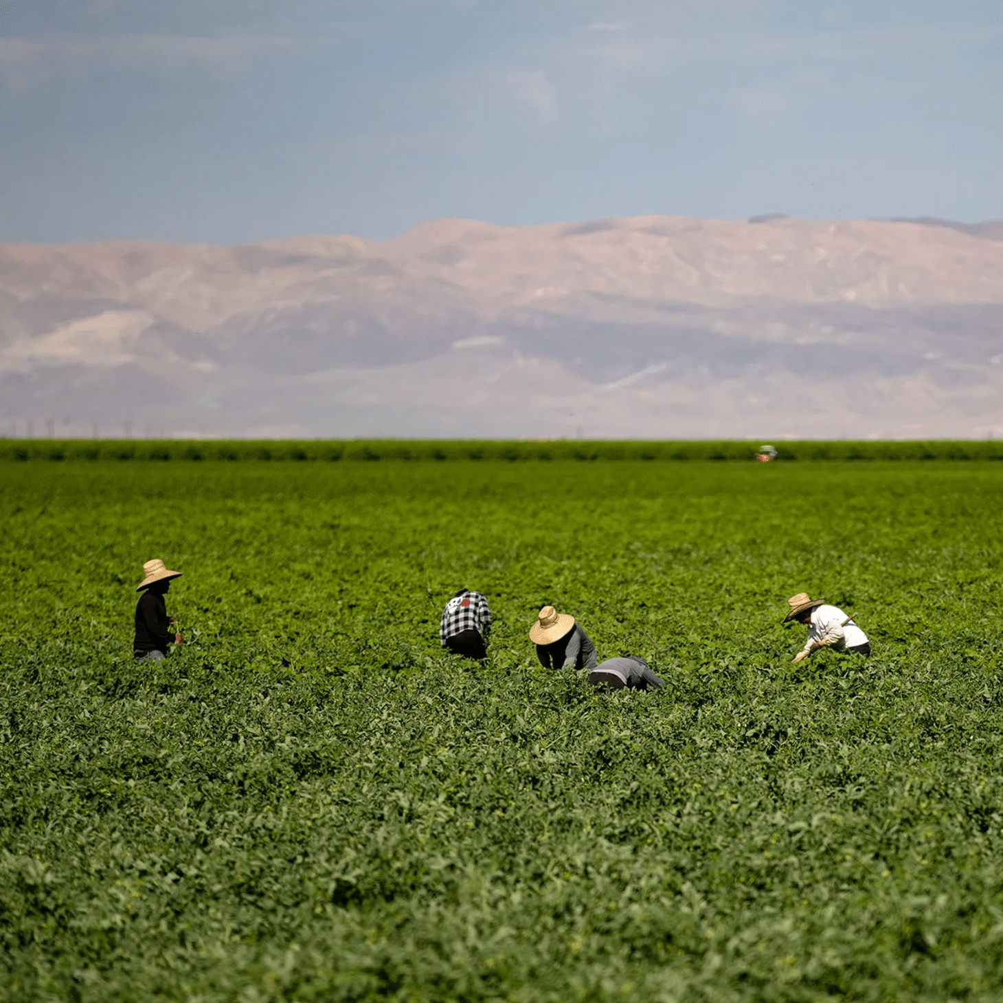 People are working in a vast green field, wearing hats under a clear sky. Mountains are visible in the distance, creating a scenic backdrop.