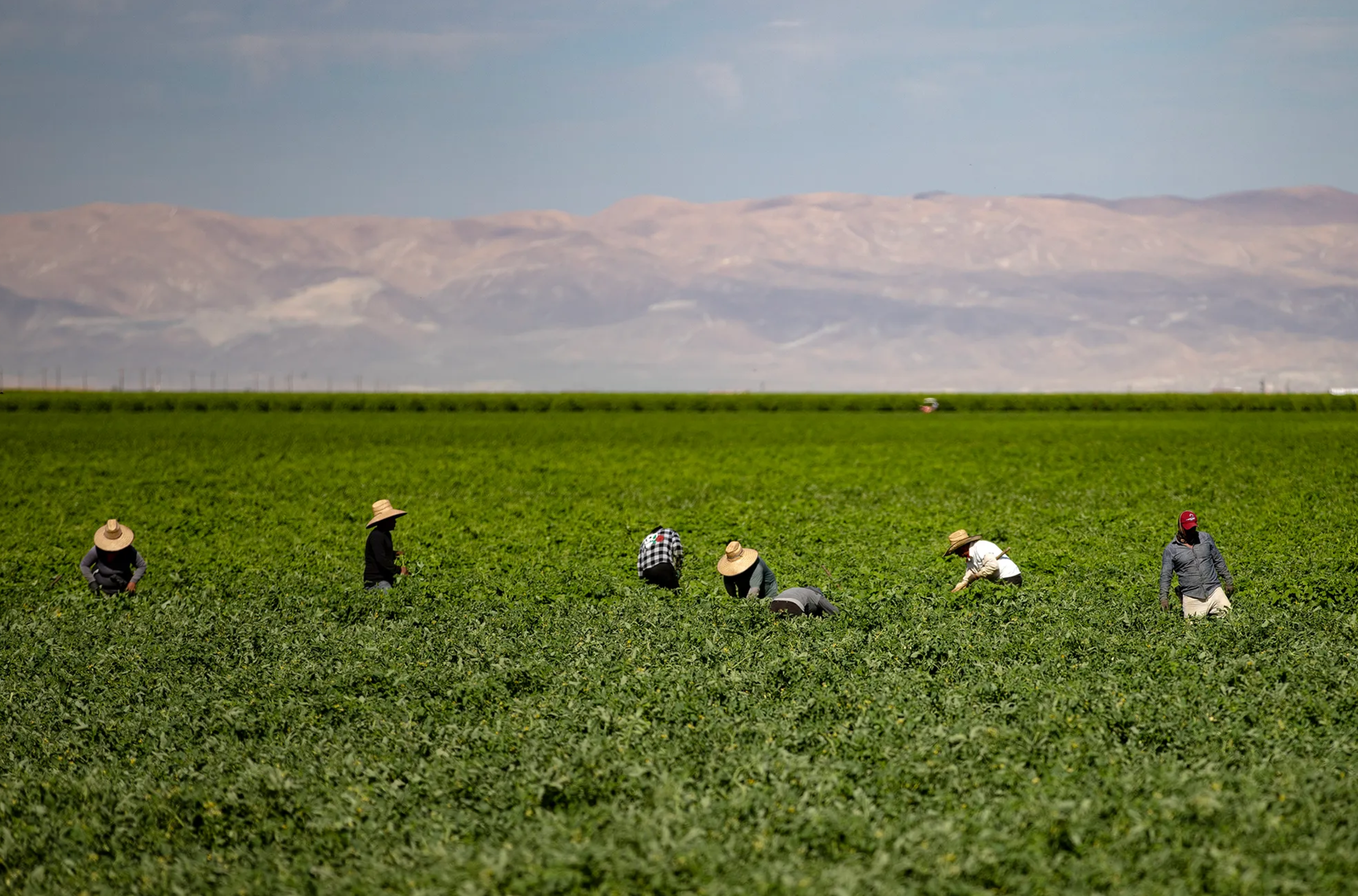 People are working in a vast green field, wearing hats under a clear sky. Mountains are visible in the distance, creating a scenic backdrop.