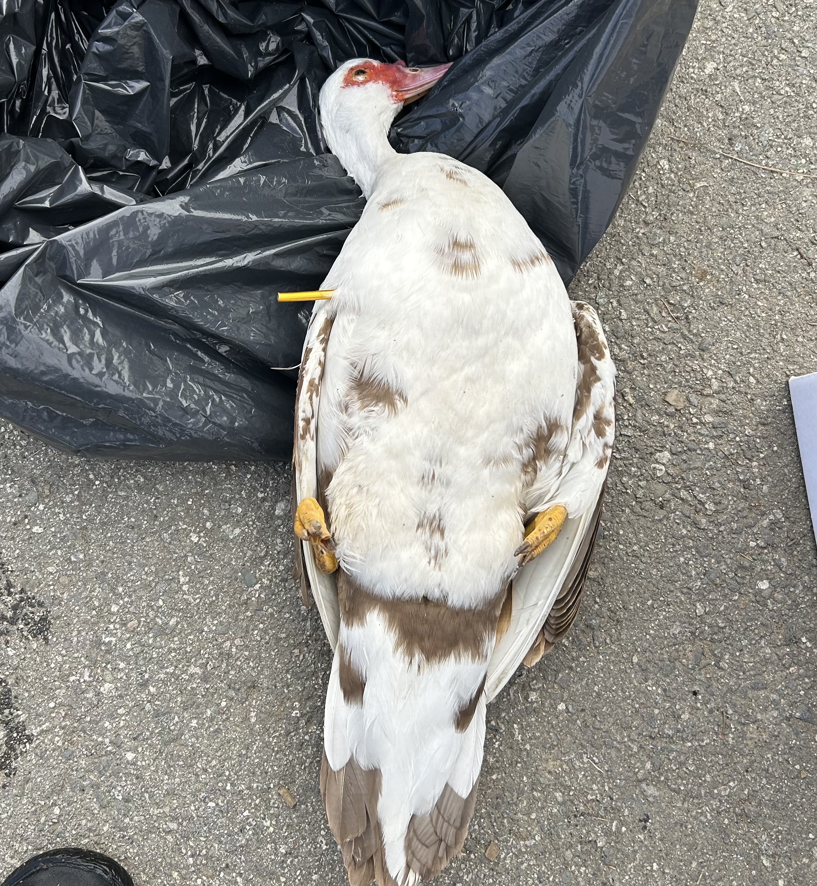 A dead duck with a yellow dart sticking out of its side lies on an asphalt surface.