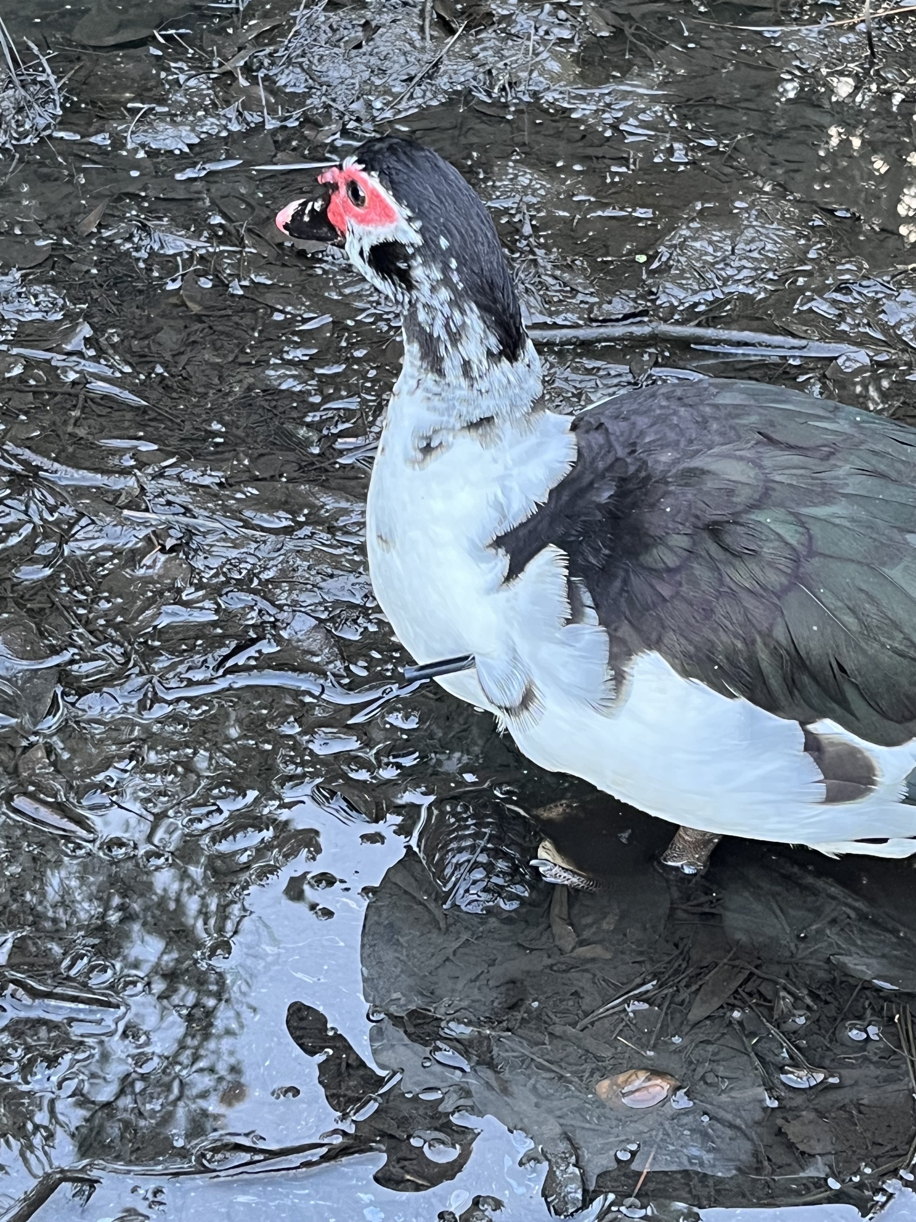 A duck with a dart sticking out of its side stands in shallow, muddy water.