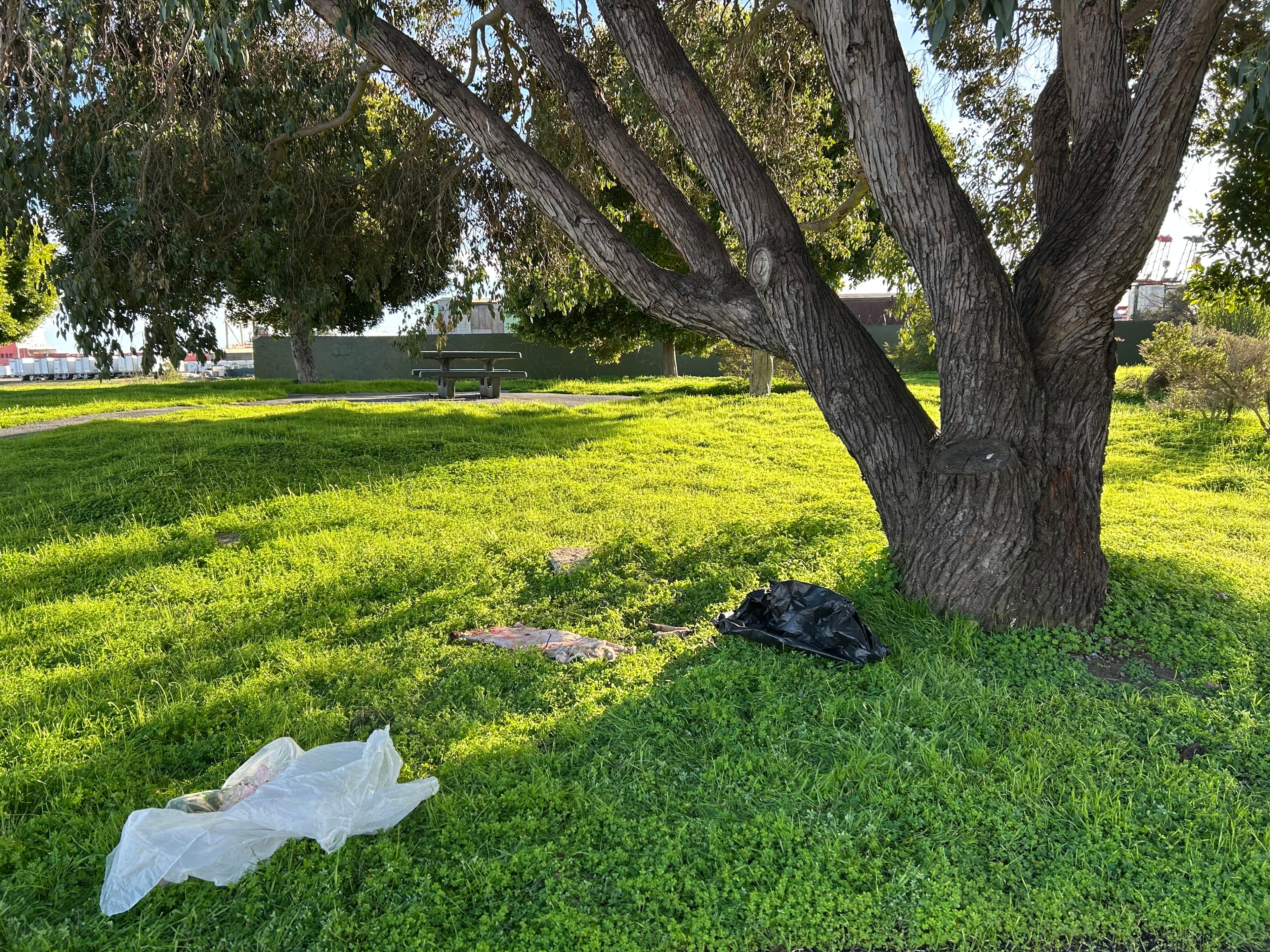 A park scene with a large tree casting shade on green grass. A picnic table is in the background, and a plastic bag lies on the ground near the tree.