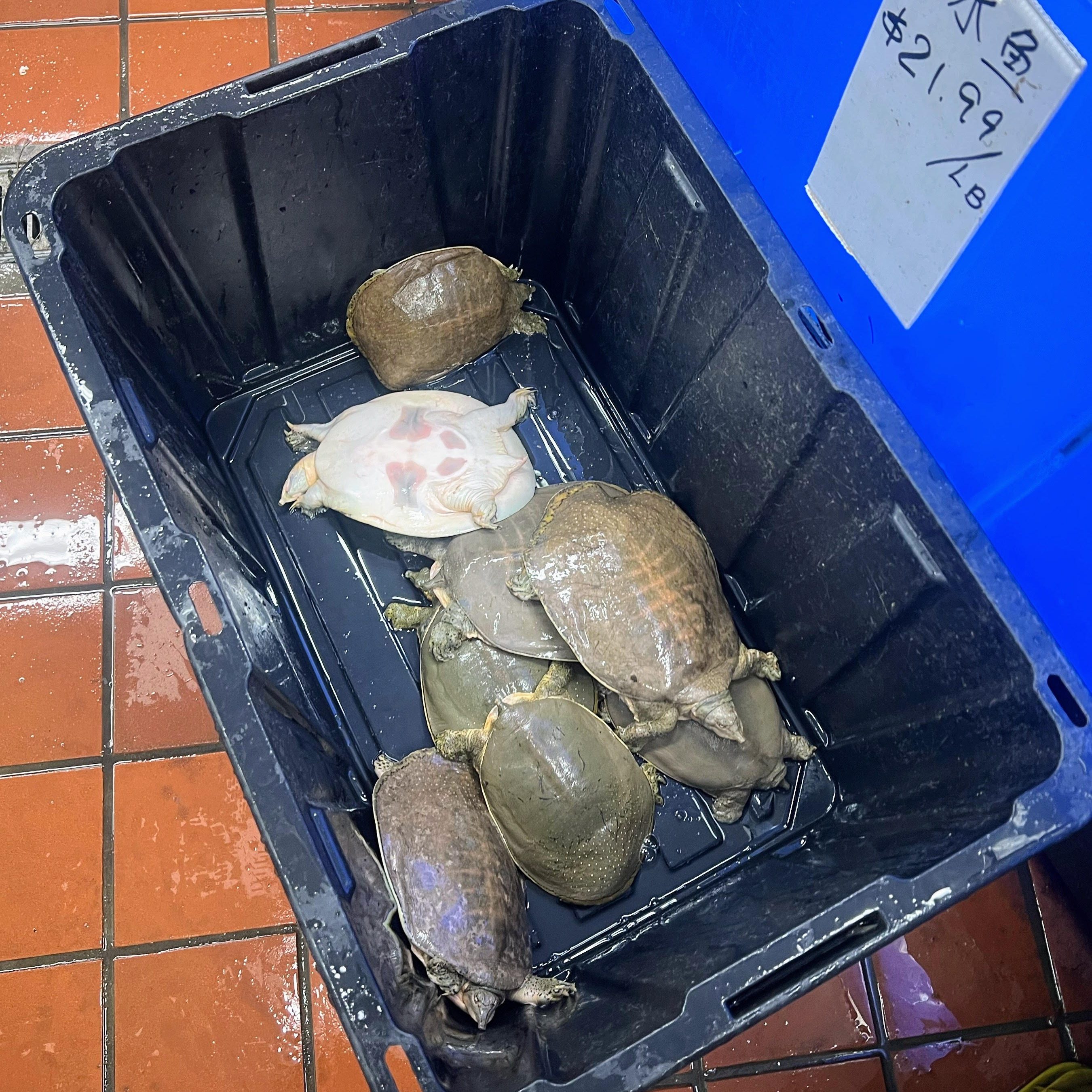 A large black container on a wet, tiled floor holds several live turtles. There's a label on the blue wall above, showing a price of $21.99 per pound.