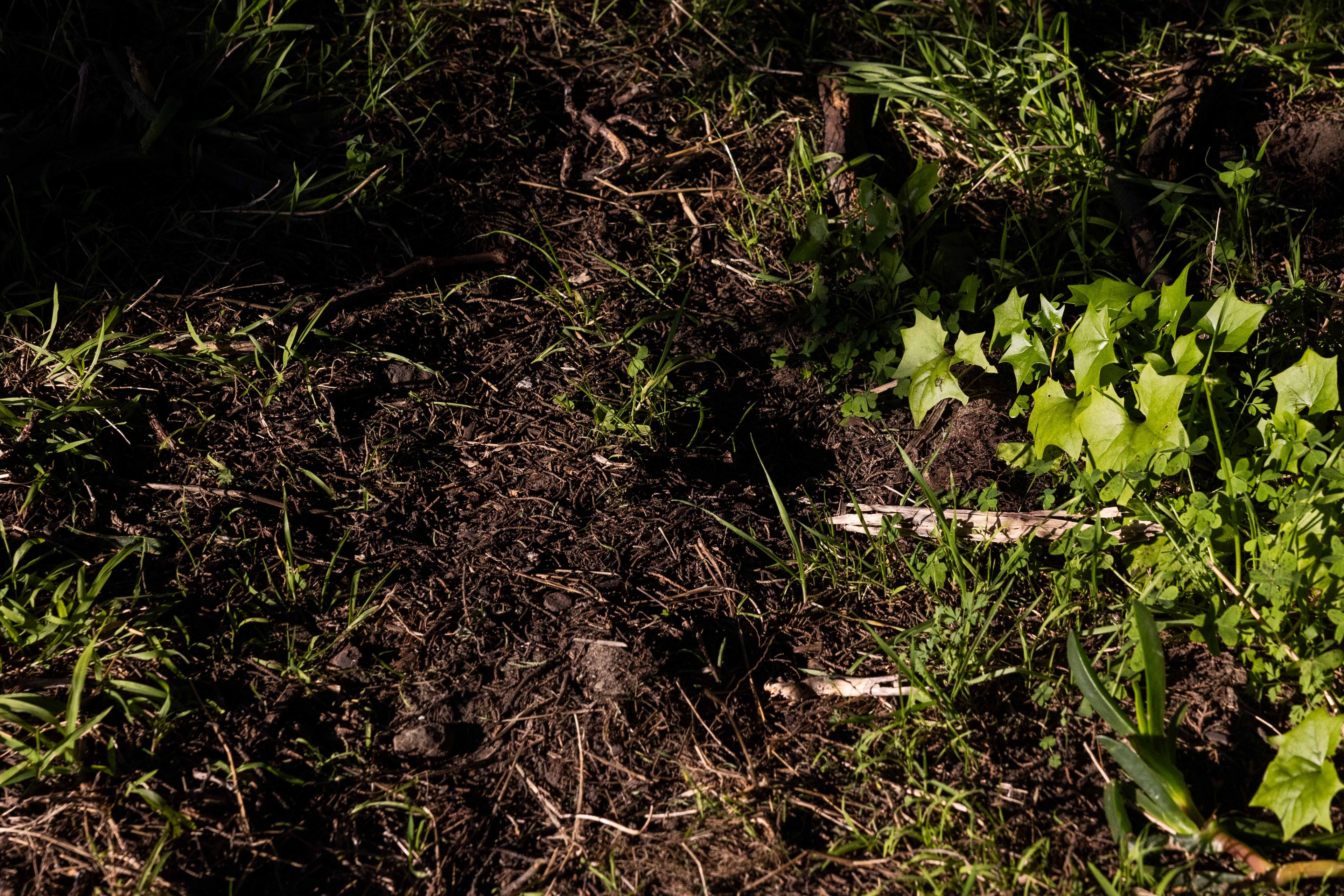 The image shows a patch of soil with sparse grass and several green ivy leaves. The area is partly lit by sunlight, highlighting the contrast.