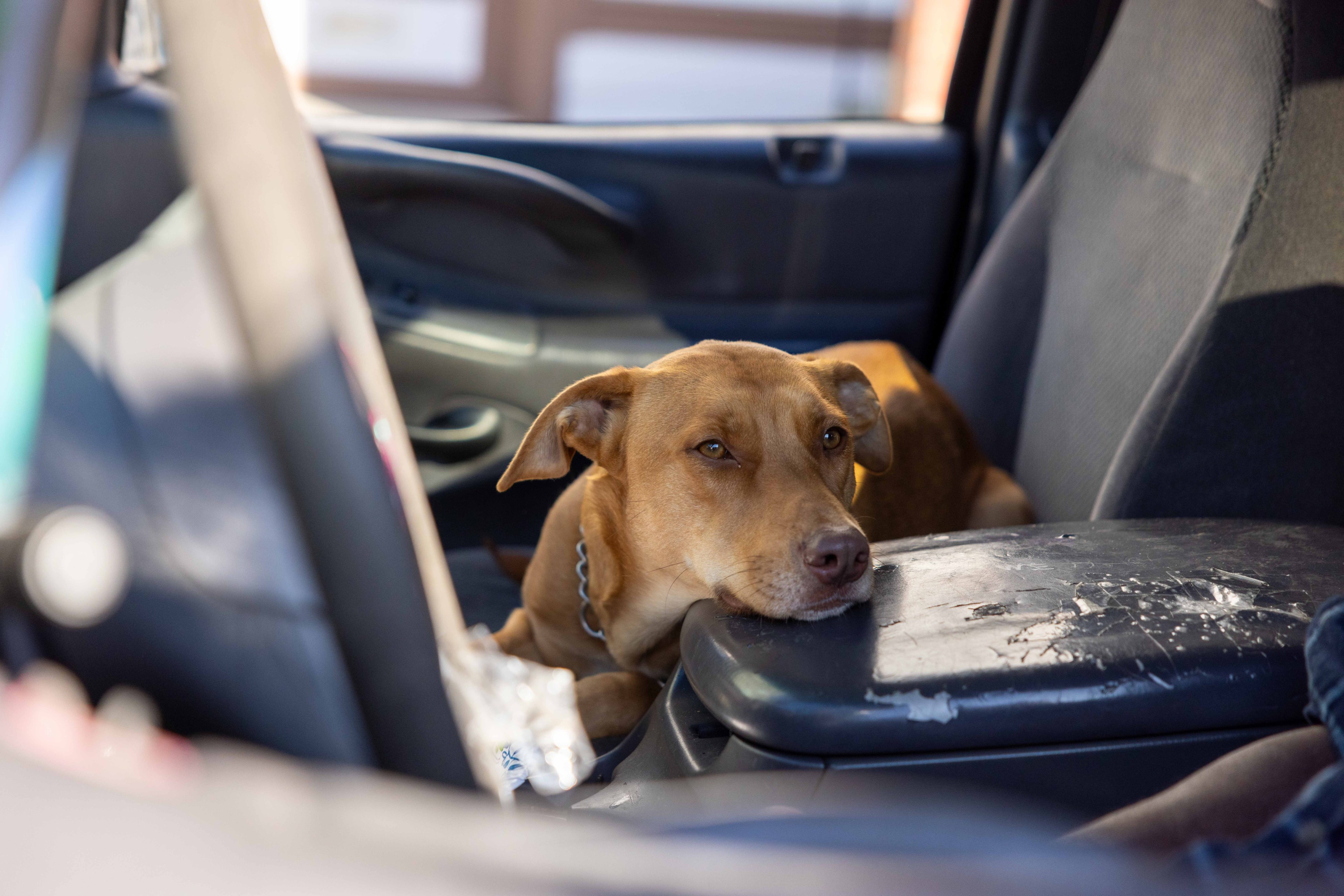 A brown dog is resting its head on the center console of a car's interior, looking out through the open passenger door.