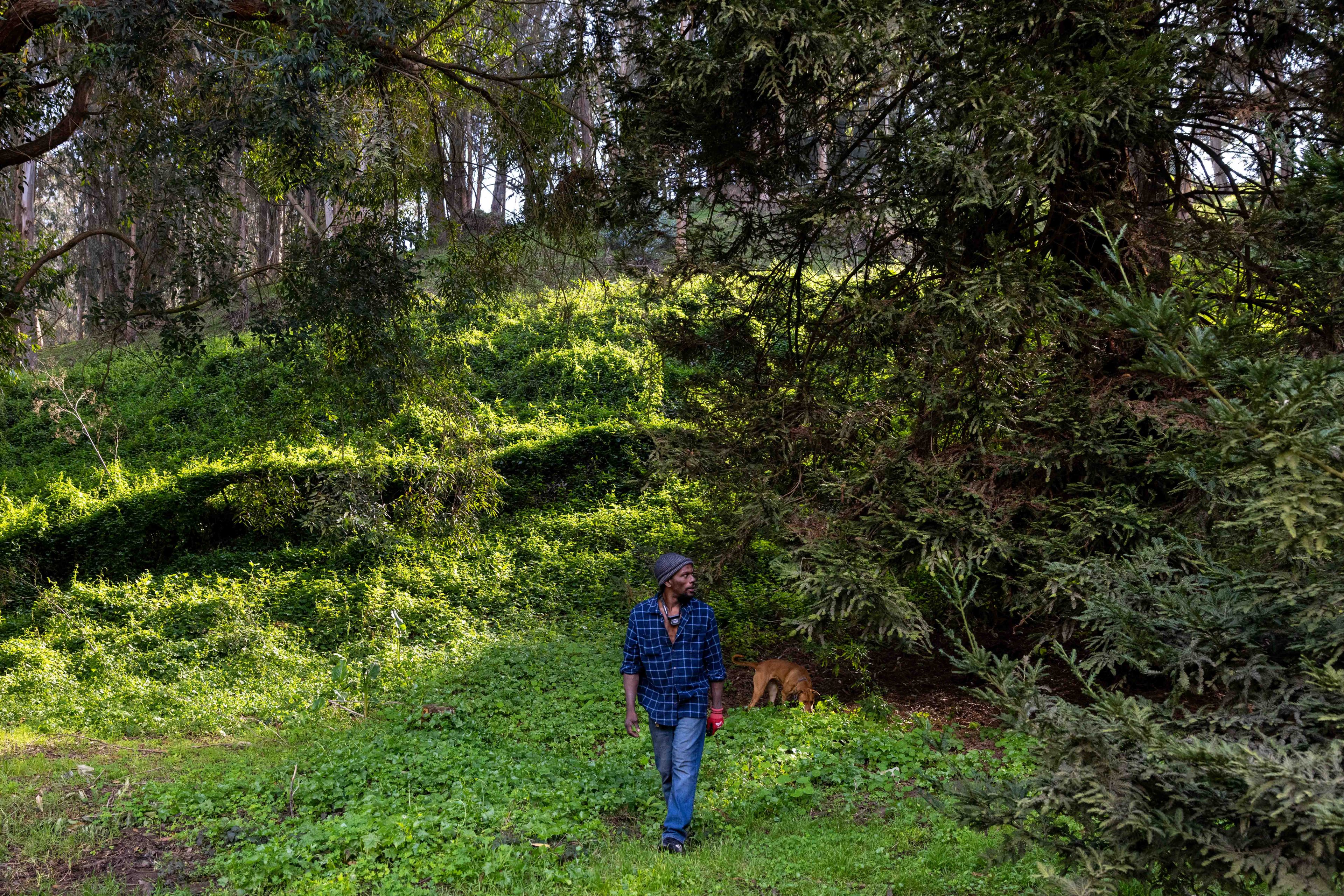 A person in a plaid shirt and jeans walks through a lush, green forest with a dog sniffing the ground nearby. Sunlight filters through the trees.