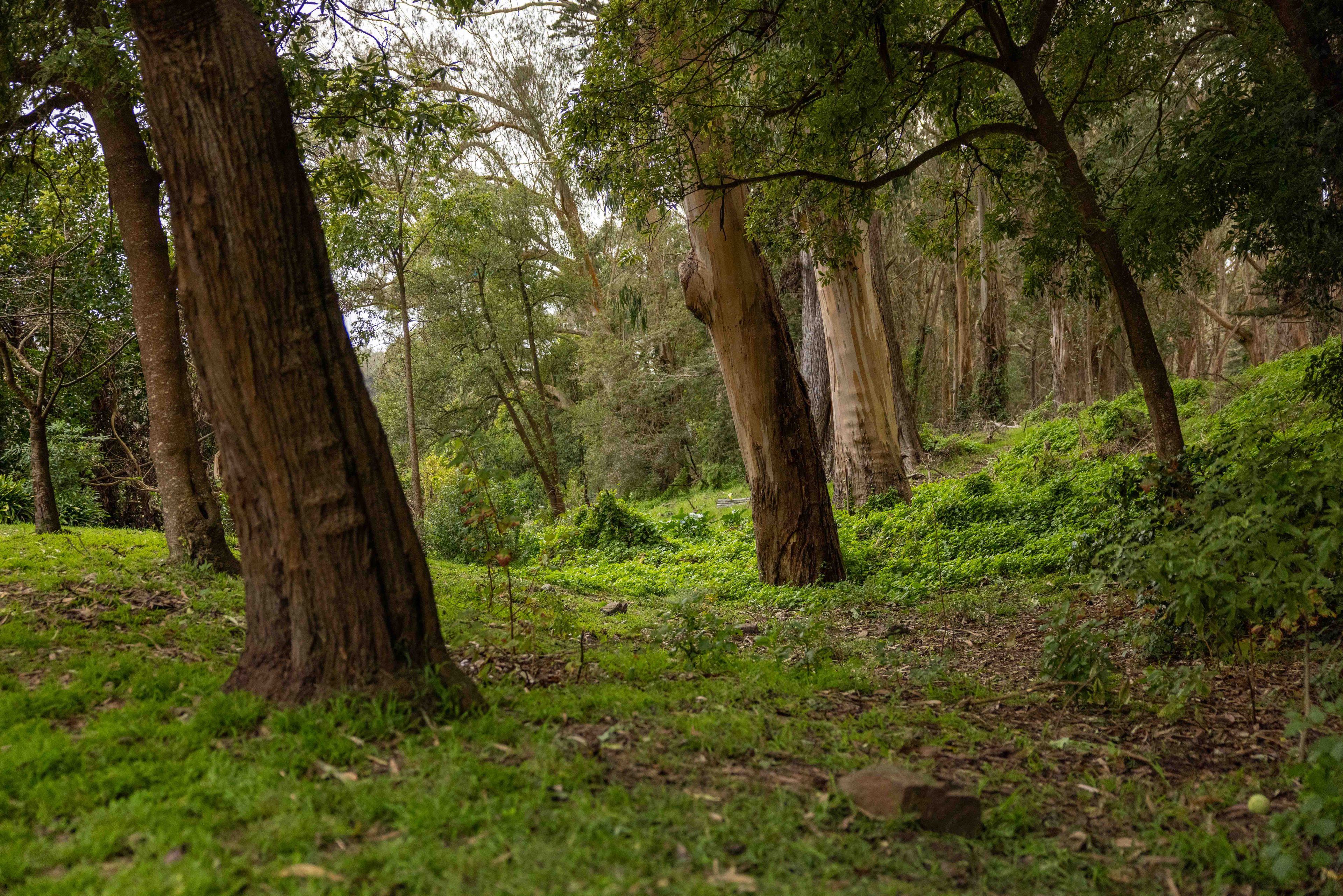 The image shows a peaceful forest scene with tall trees and lush green undergrowth. Sunlight filters through, creating a dappled effect on the ground.