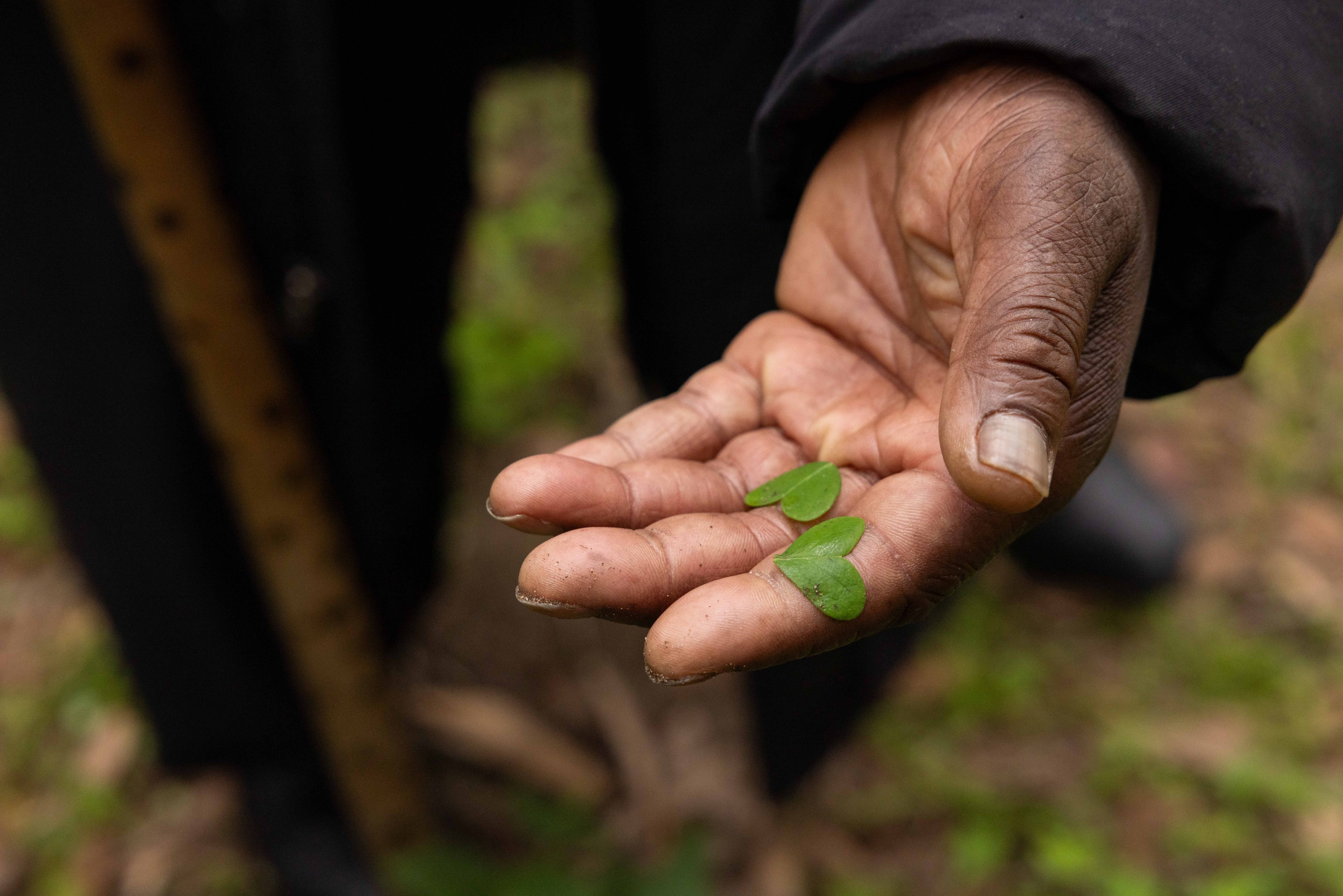 A hand holding three small, green, heart-shaped leaves. The fingers are slightly curled, and the background is a blurred outdoor setting.