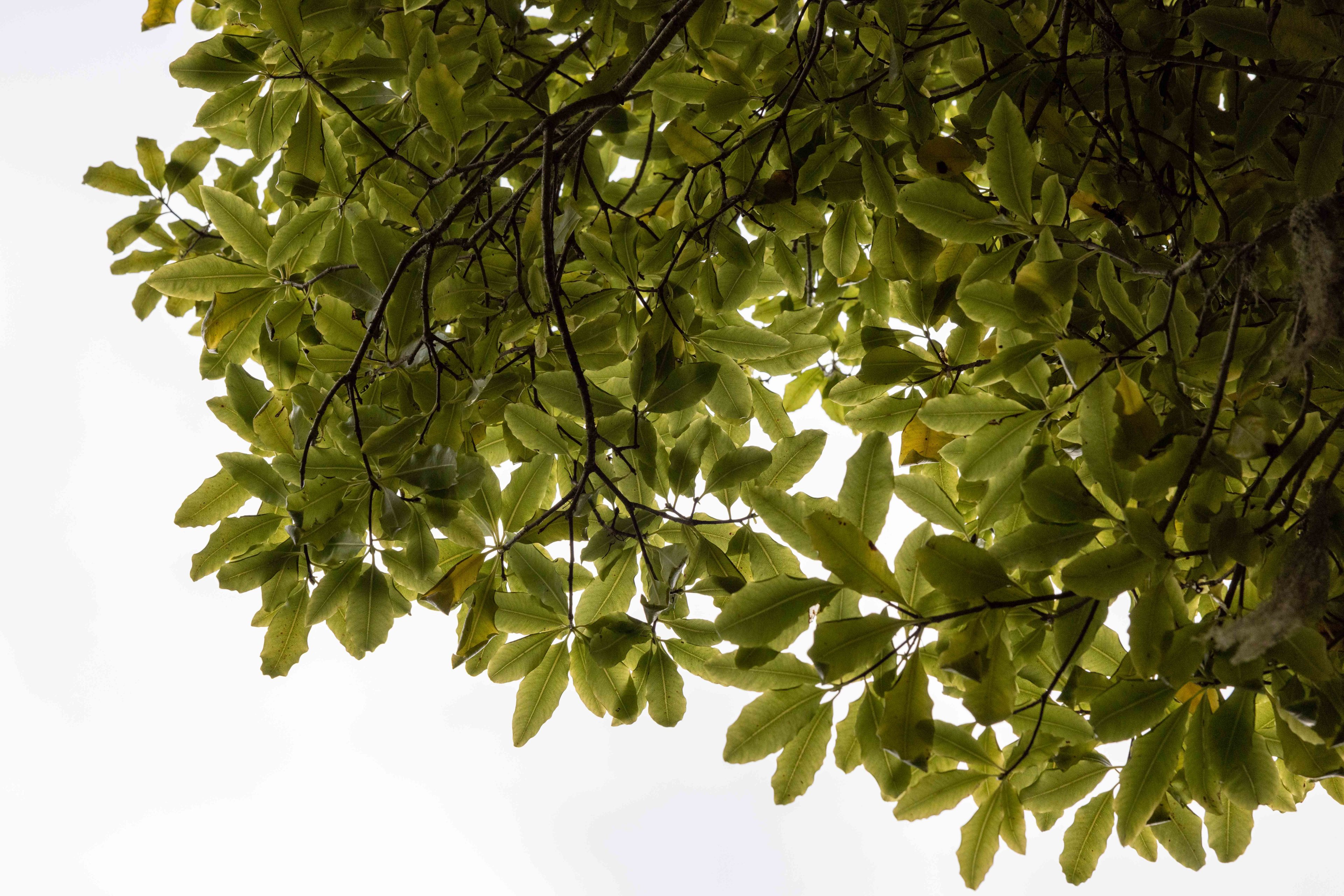 The image shows a canopy of green leaves against a bright sky, with branches weaving through them, creating a natural, lush pattern.