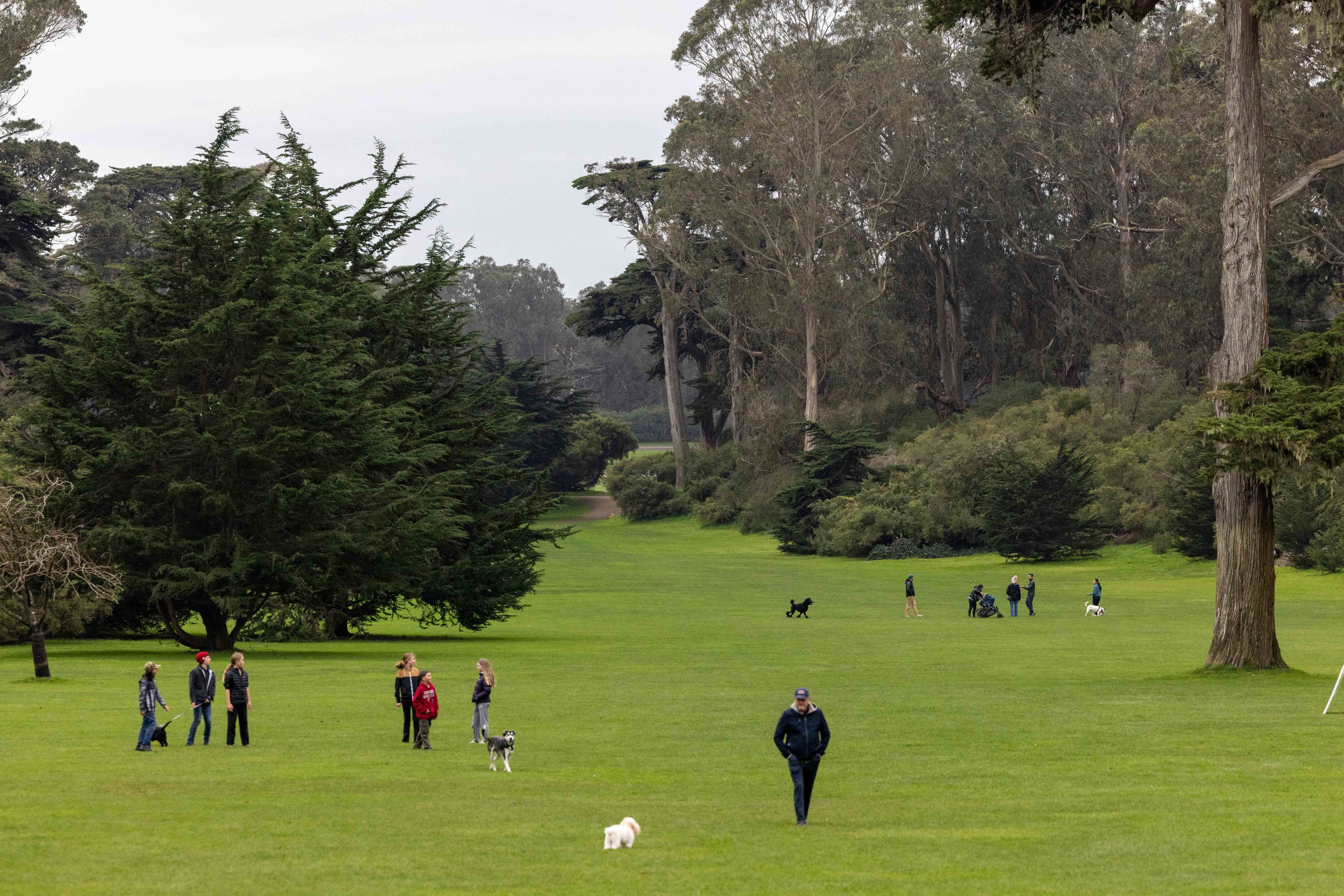 A grassy park scene shows people walking with dogs, surrounded by tall trees and pathways. The sky is overcast, and the area appears spacious and serene.