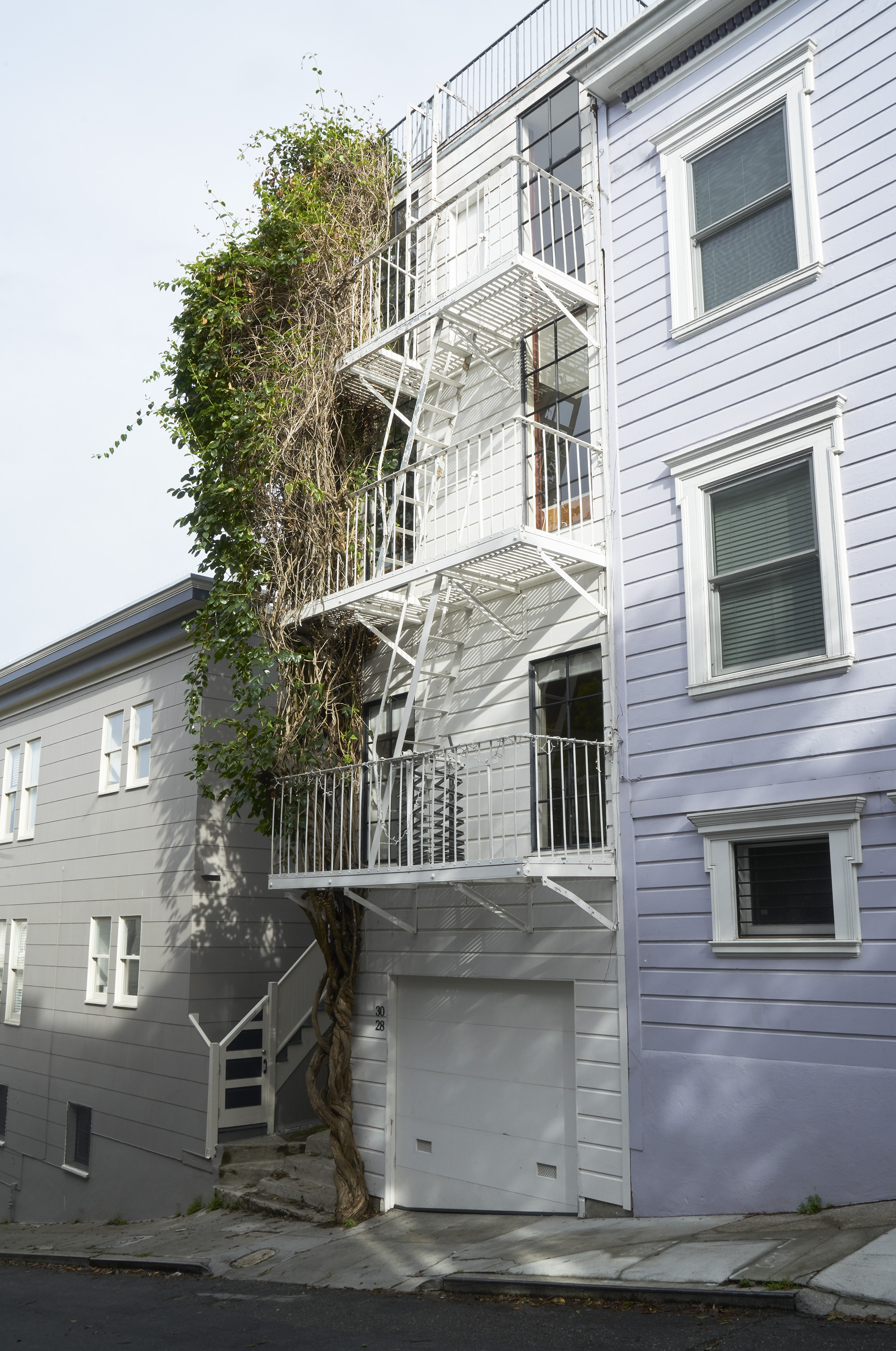 A tree grows tightly against a light-colored building with fire escapes, its branches and leaves reaching past the roof, contrasting with the building's tidy lines.