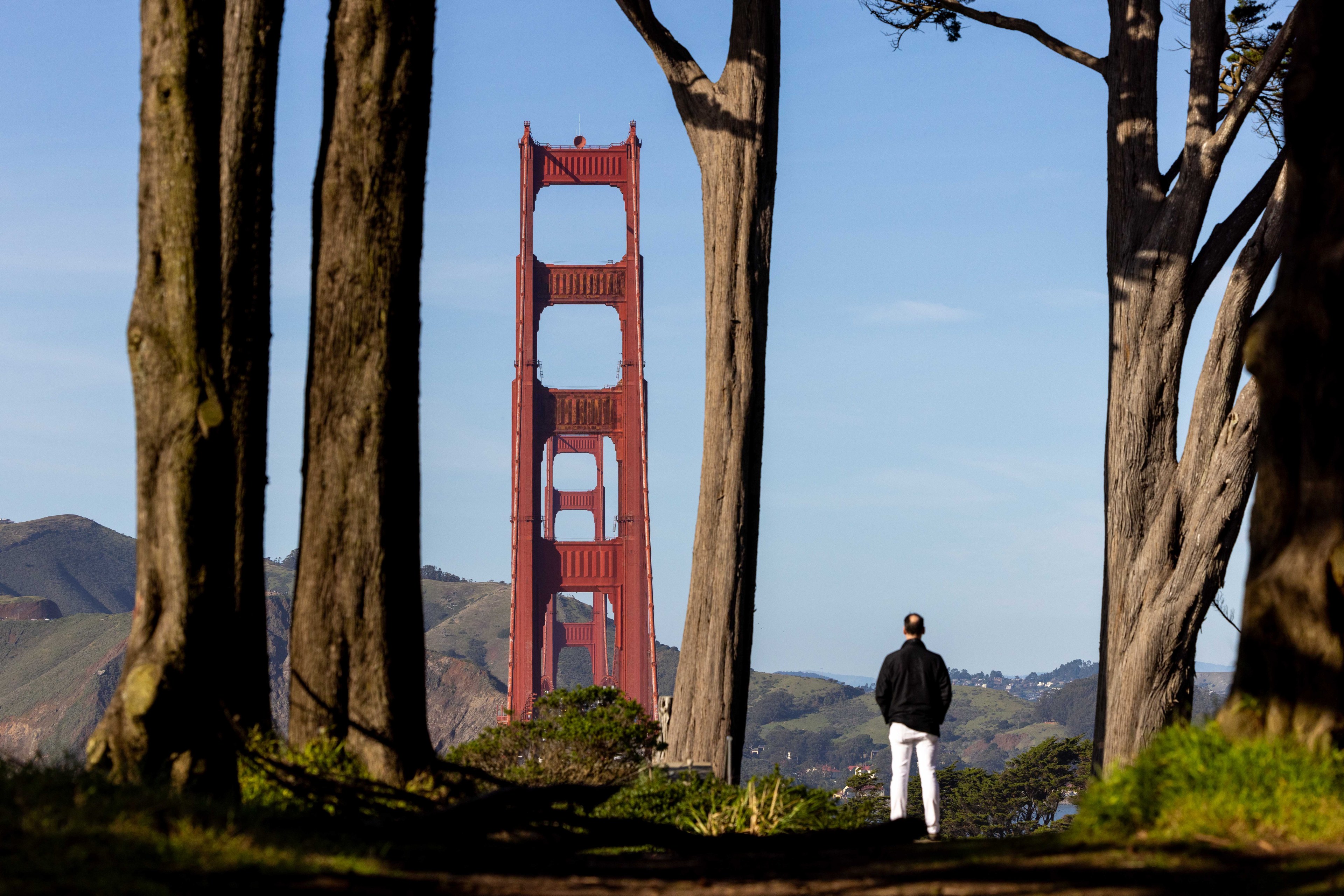 A person stands among tall trees, gazing at the red towers of the Golden Gate Bridge, with green hills in the background under a clear blue sky.