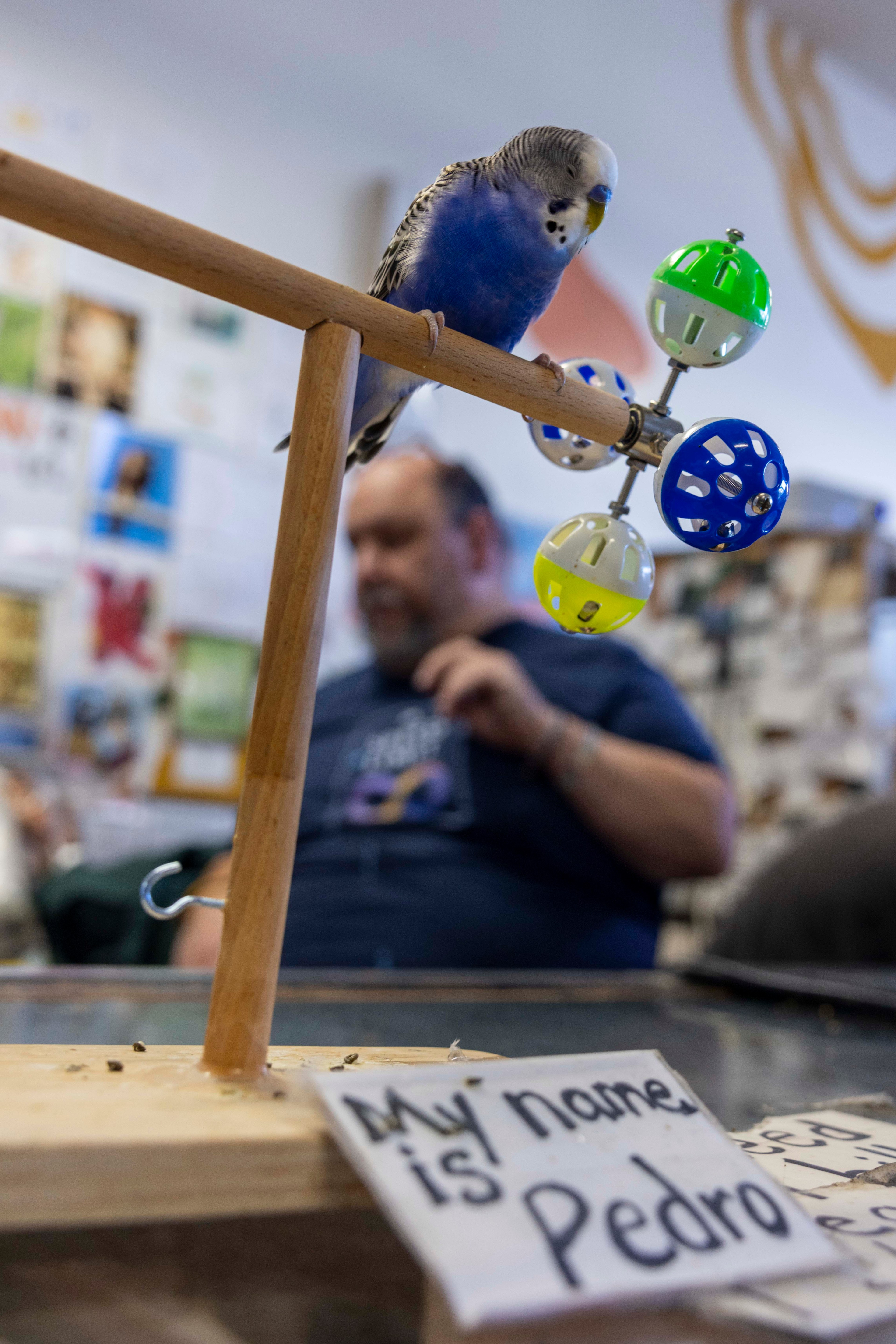 A blue budgie perches on a wooden stand with colorful toys. A blurred person is in the background. A sign reads, &quot;My name is Pedro.&quot;