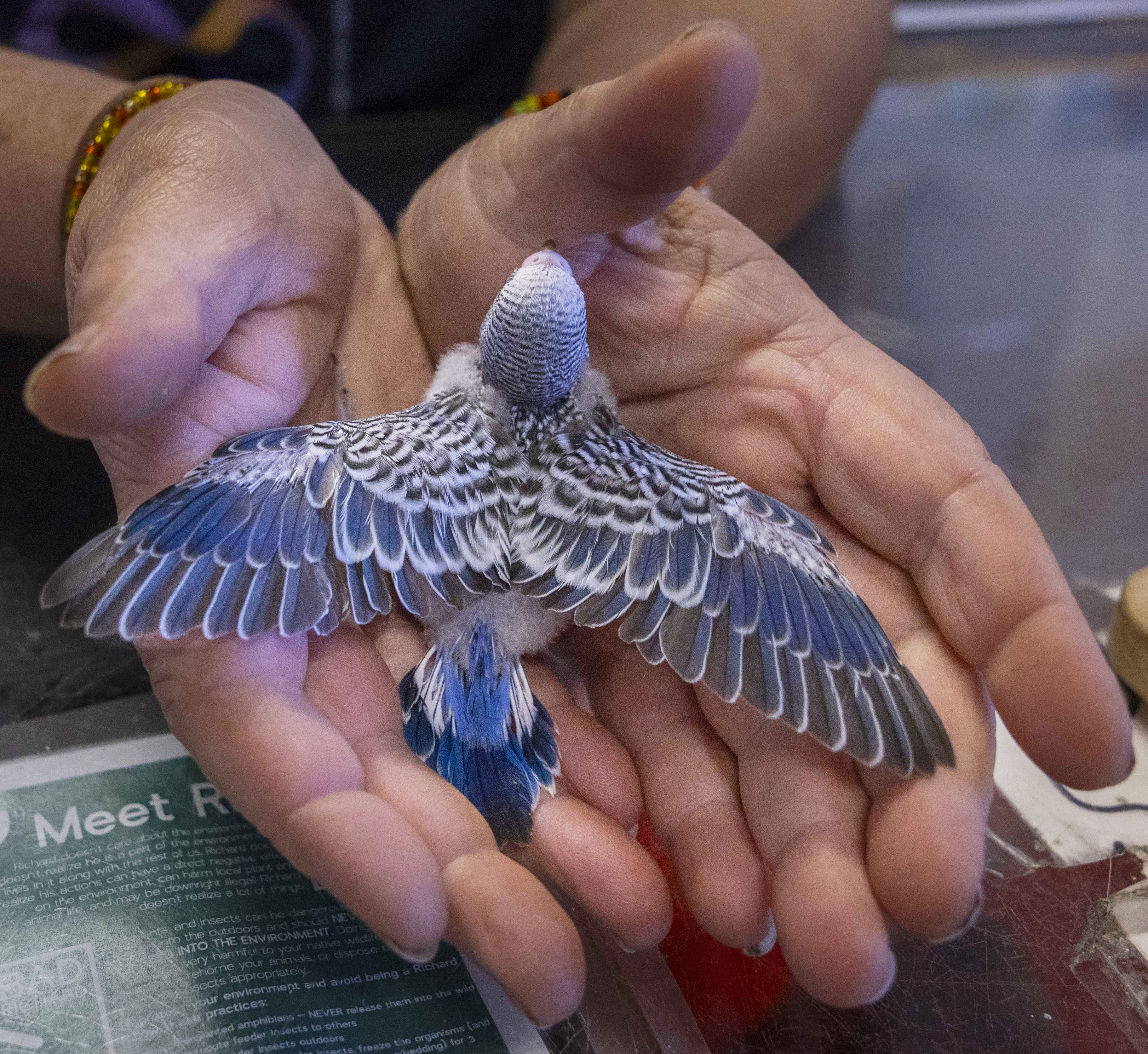 A person gently holds a small bird with outstretched blue and white wings in their hands. The hands are positioned to support and cradle the bird safely.