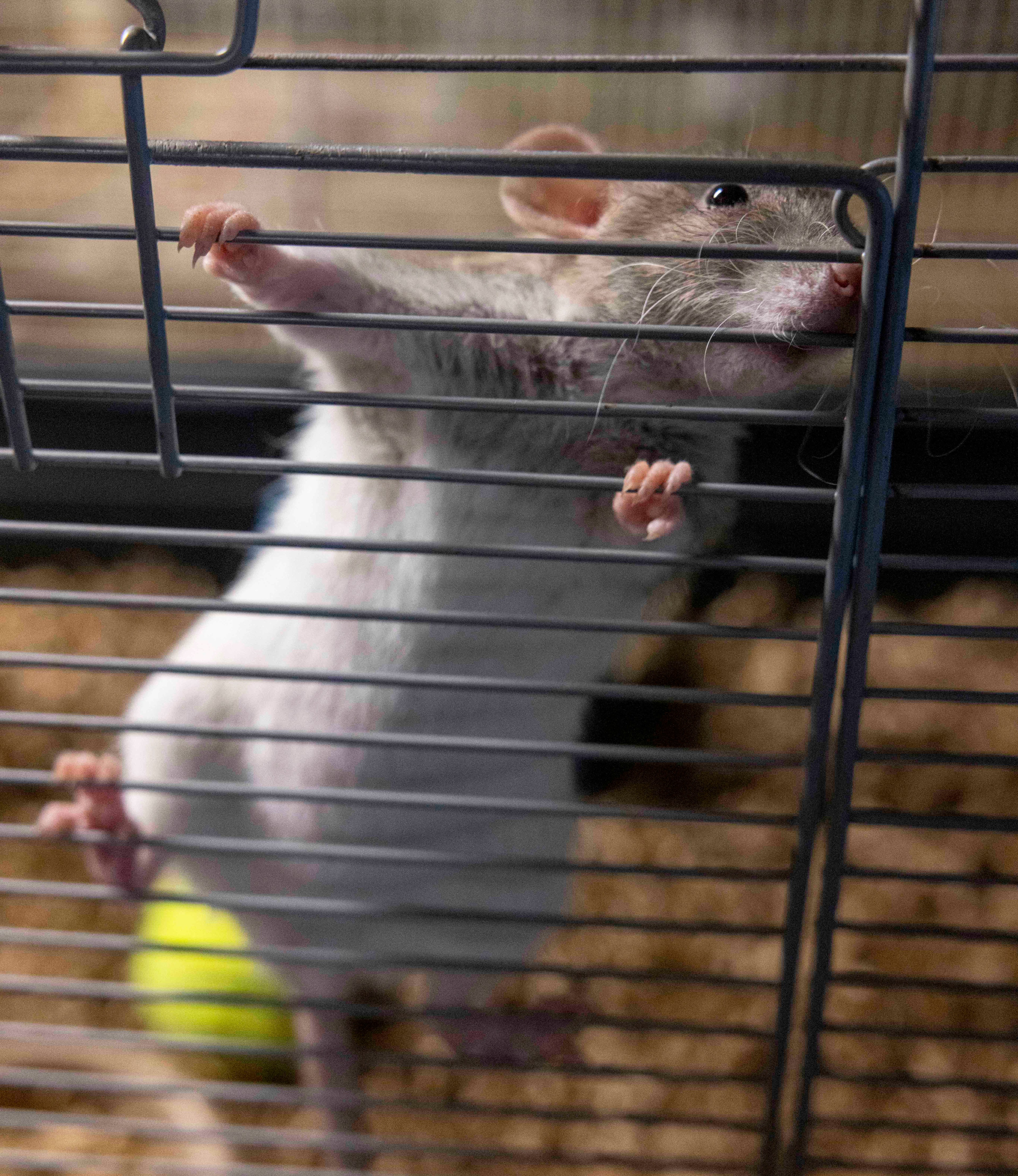 A curious rat is climbing the vertical bars of its cage, gripping them with its tiny paws. Its eyes are shiny, and there's brown bedding inside the cage.