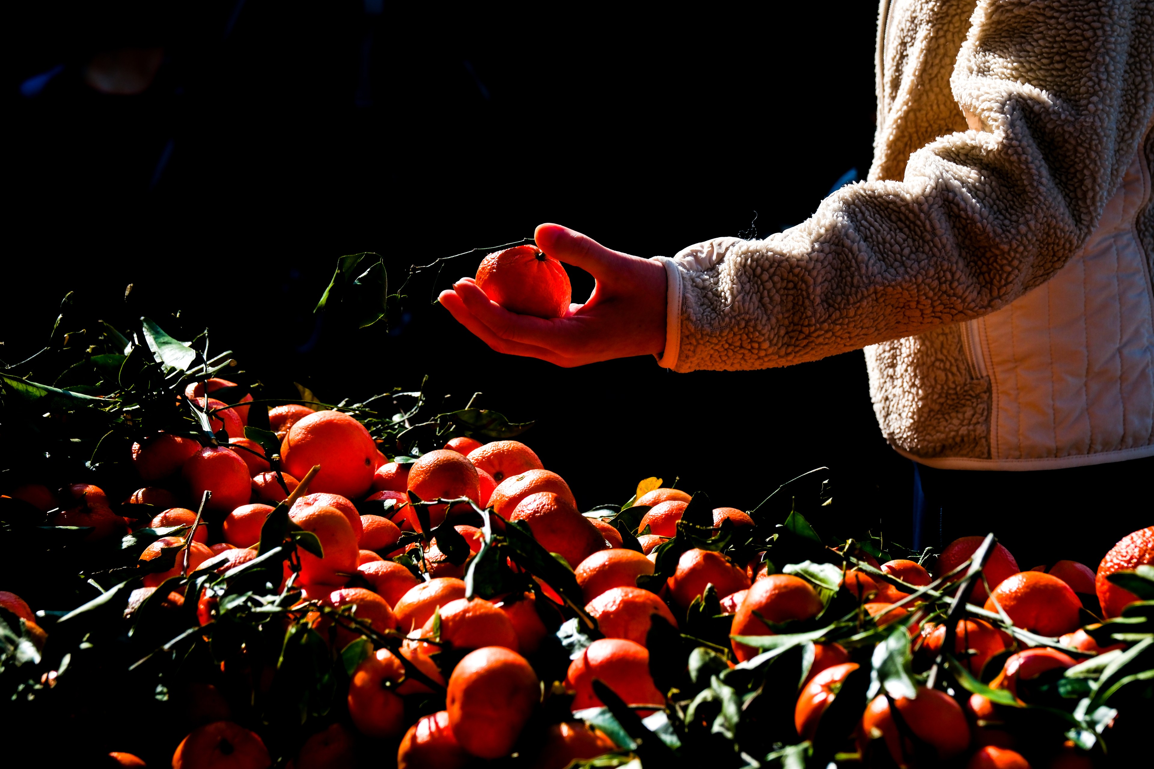 A person's hand holds an orange over a table filled with oranges and green leaves. They are wearing a light-colored, textured jacket.