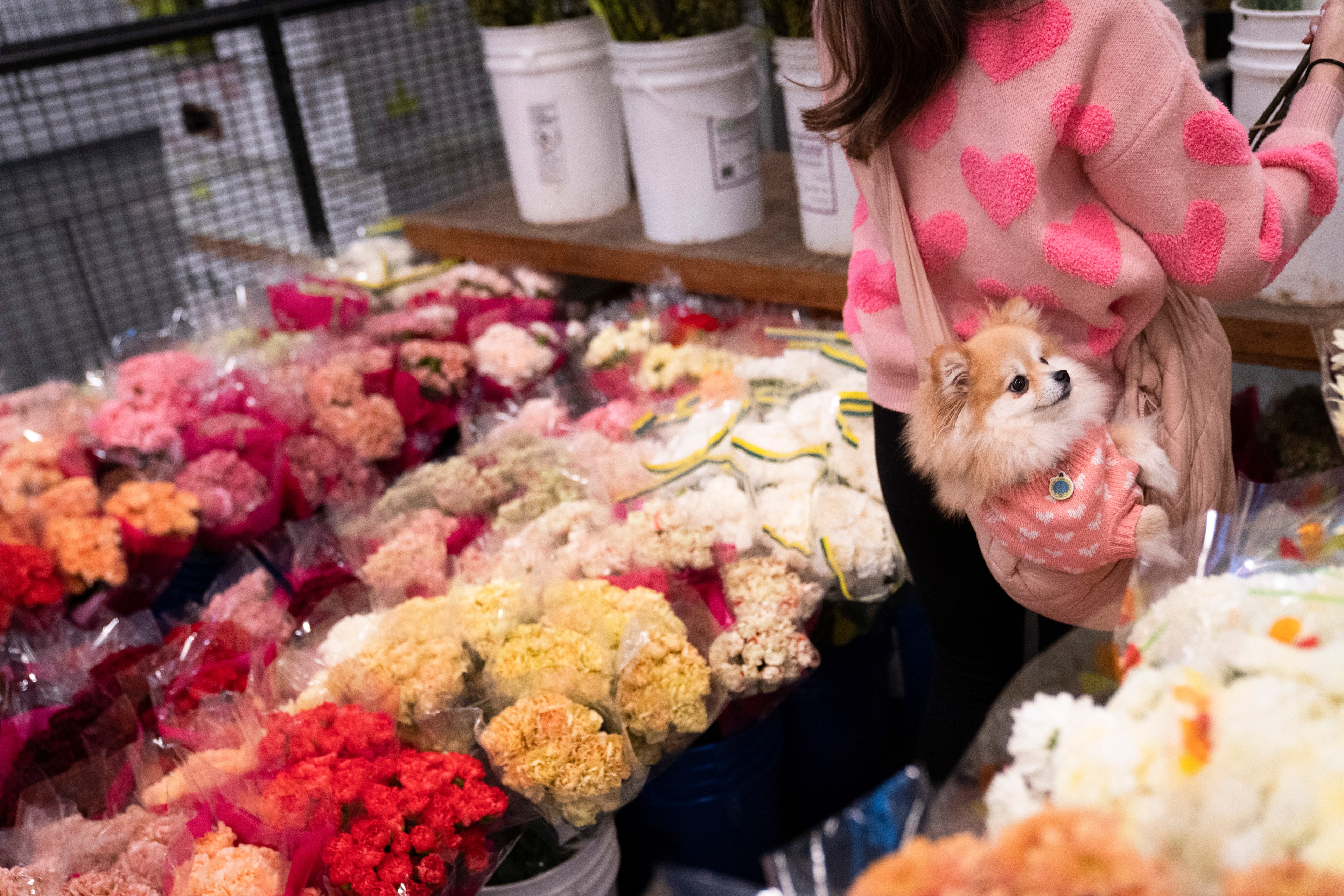 A person in a pink heart-patterned sweater stands beside colorful flower bouquets. A small dog in a matching pink outfit peeks out from a shoulder bag.