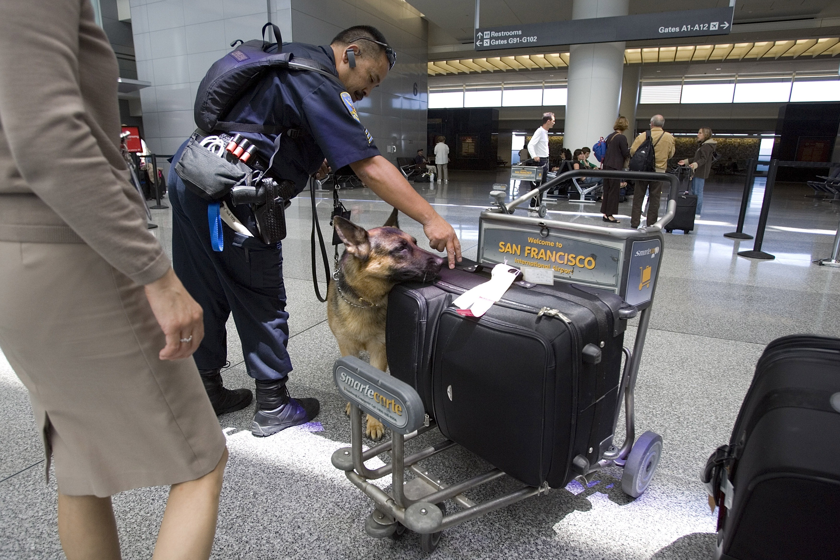 A security officer pets a German Shepherd sniffing luggage on a cart at San Francisco International Airport, with travelers and signs visible in the background.