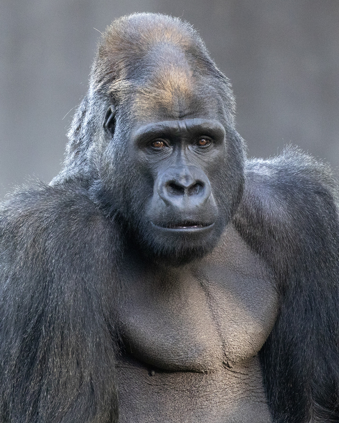 A gorilla is staring directly ahead with a calm, serious expression. Its fur is dark and its face is strong and defined, with slightly visible chest muscles.