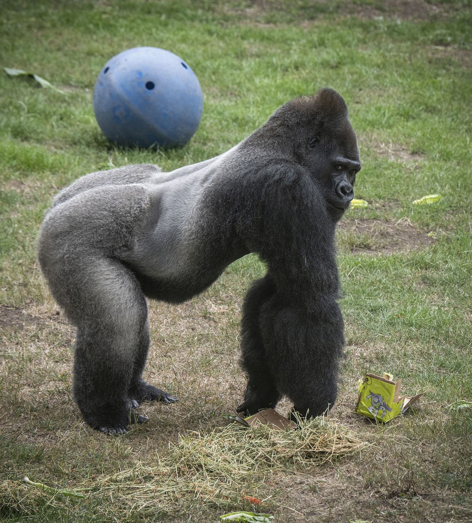 A large gorilla stands on grass, looking to the side. Nearby, a blue ball and an open cardboard box with a cartoon gorilla design are visible on the ground.