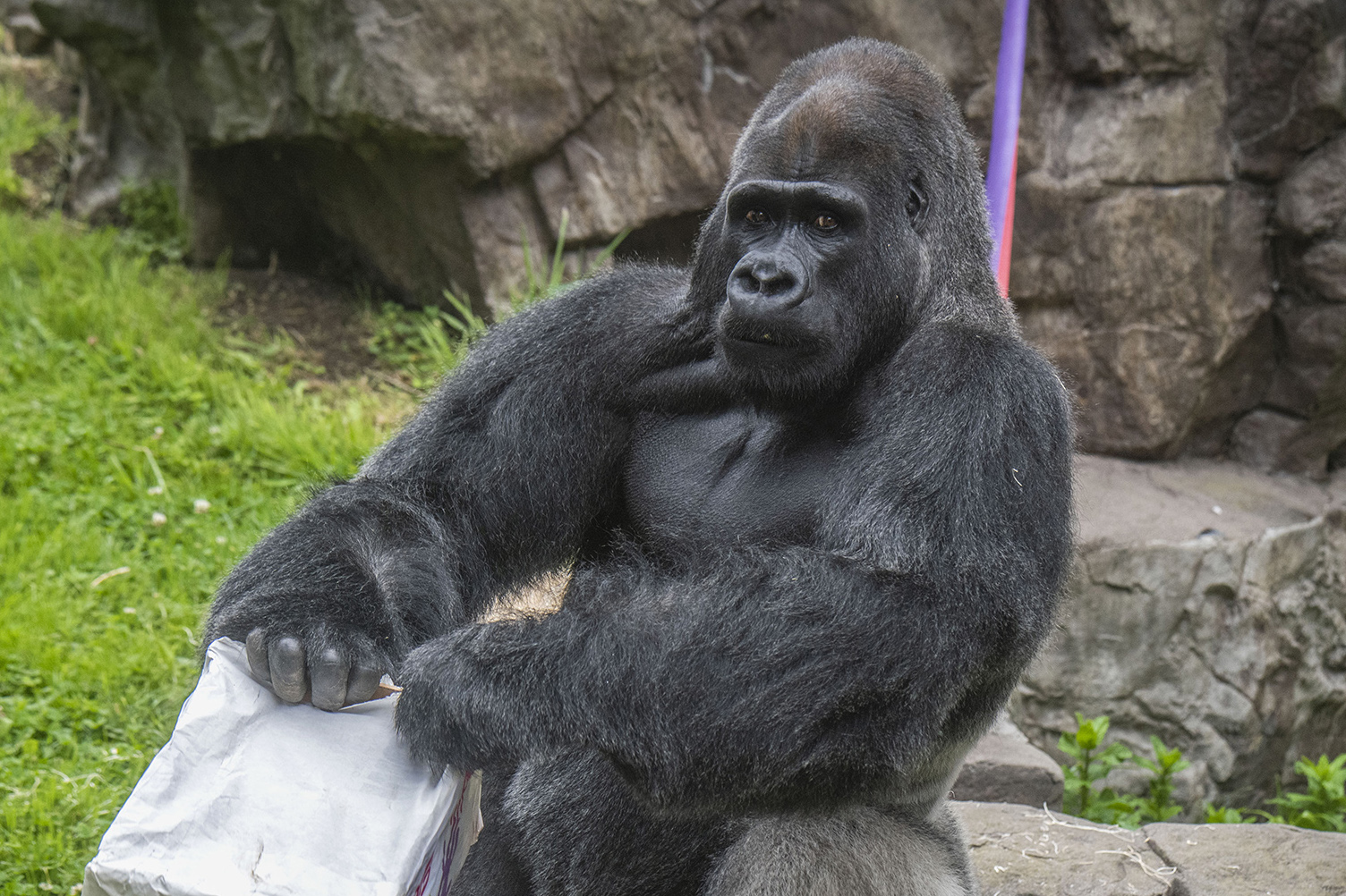 A gorilla sits against a rocky background, holding a white bag. Its expression is calm, and the scene includes some greenery and rocks nearby.