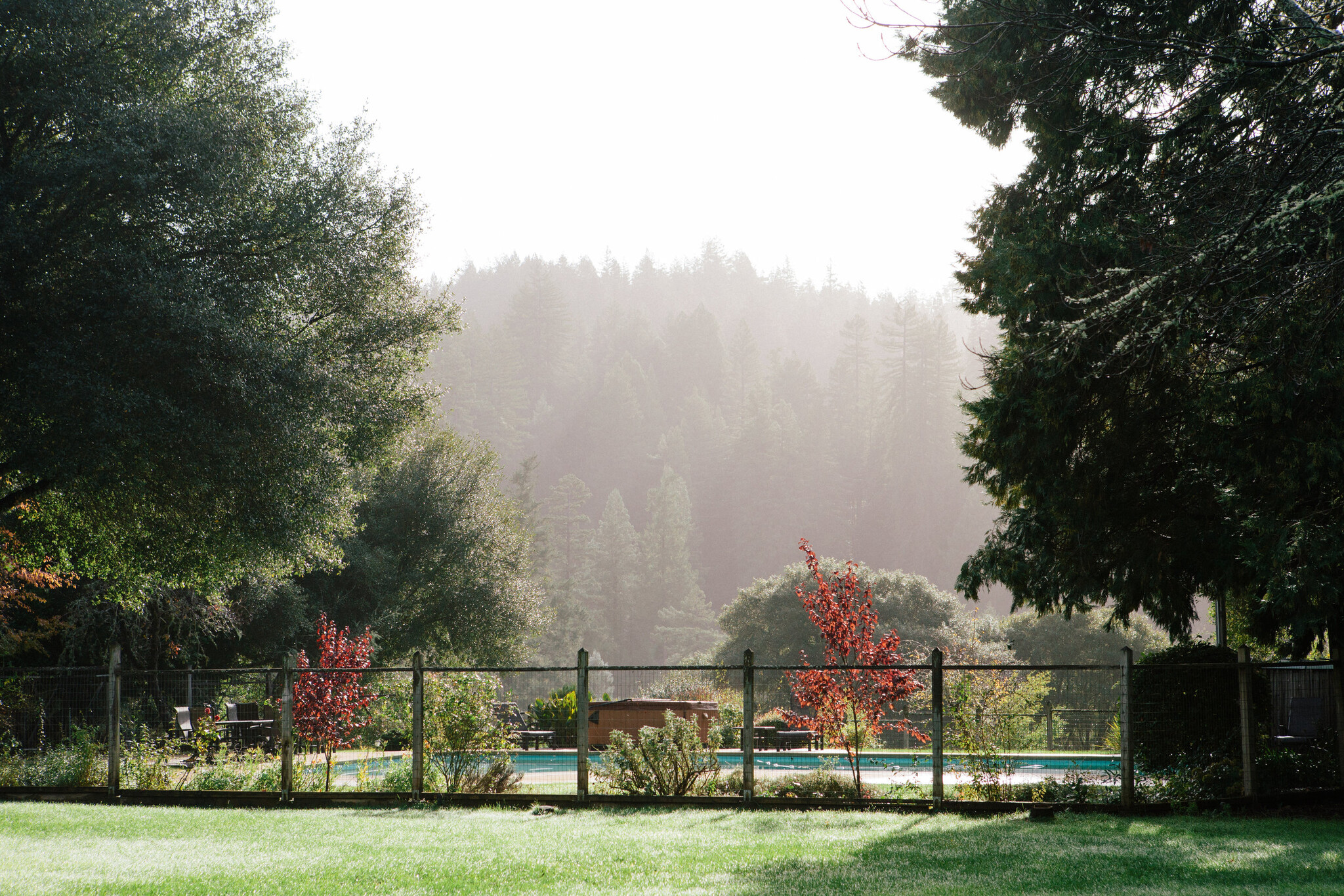 A serene backyard features a fenced pool surrounded by lush green trees and vibrant red shrubs, with a misty forest in the background.