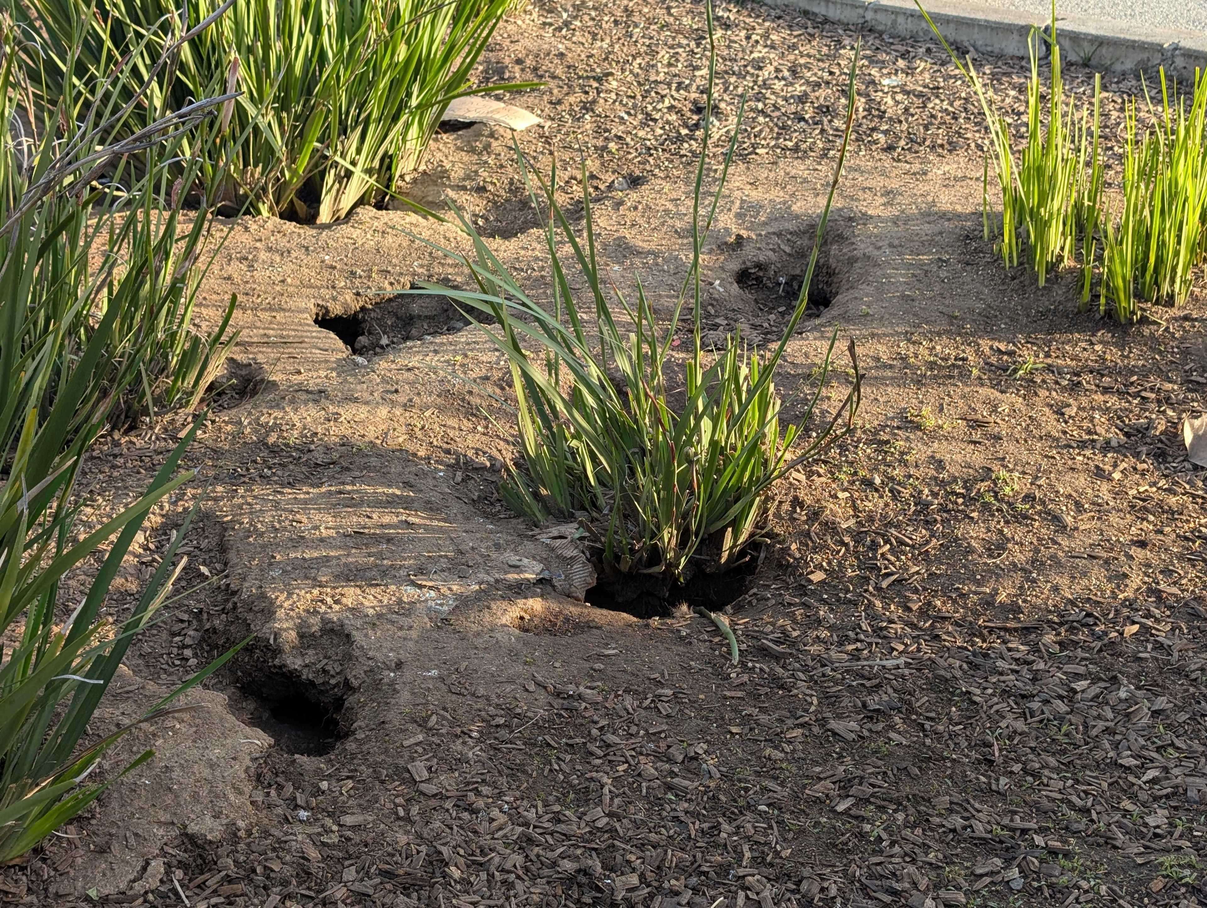 The image shows dry soil with clusters of green grass-like plants. There are several small holes in the ground, possibly indicating animal burrows.