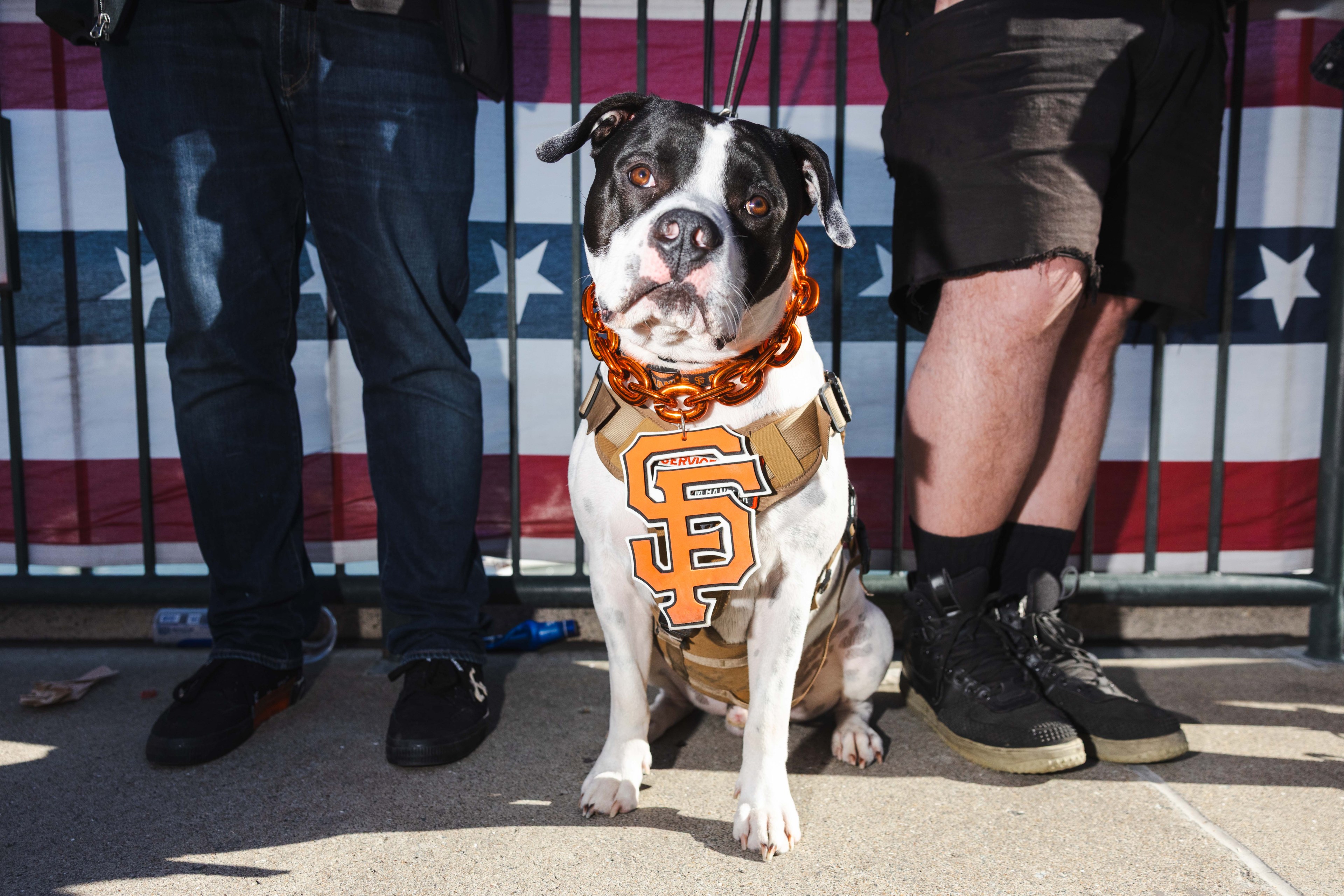 A dog wearing a brown harness with an orange &quot;SF&quot; logo sits between two people's legs. Behind them is a flag with stars and stripes.