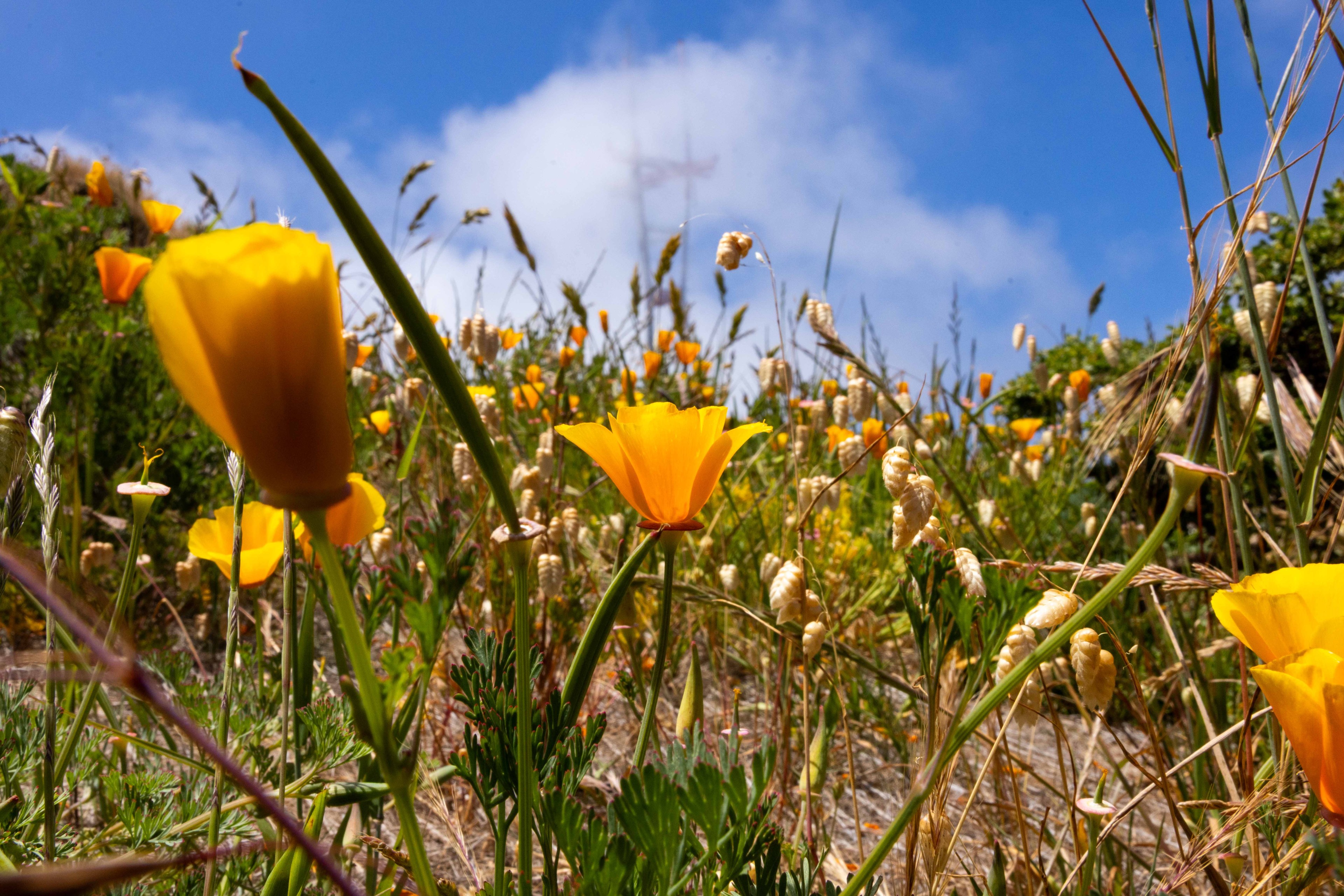 Bright yellow poppies and grass sway under a clear blue sky, creating a vibrant, sunny scene filled with natural beauty and color.
