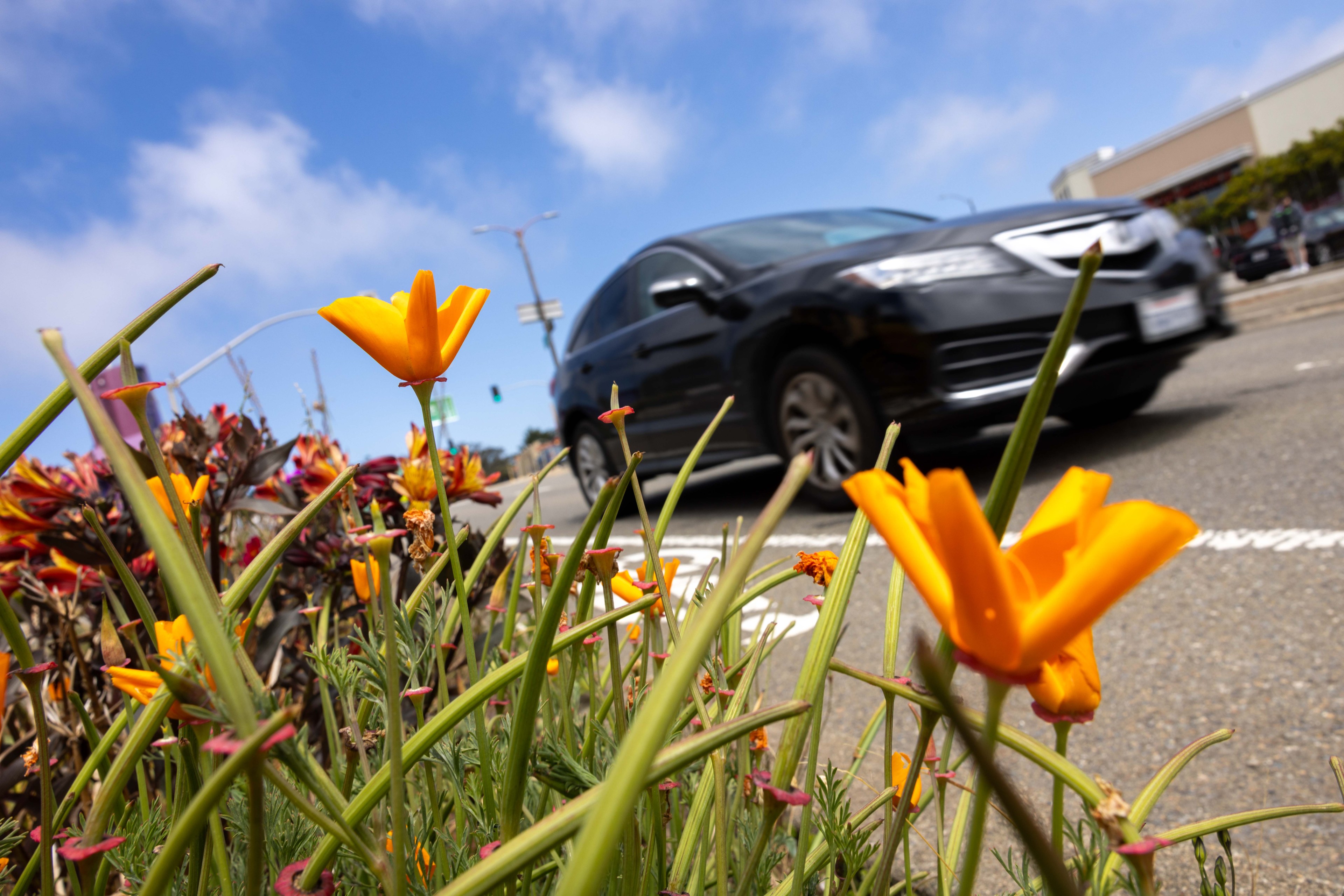 Bright orange flowers in the foreground contrast with a blurred black car passing by on a street under a partly cloudy blue sky.