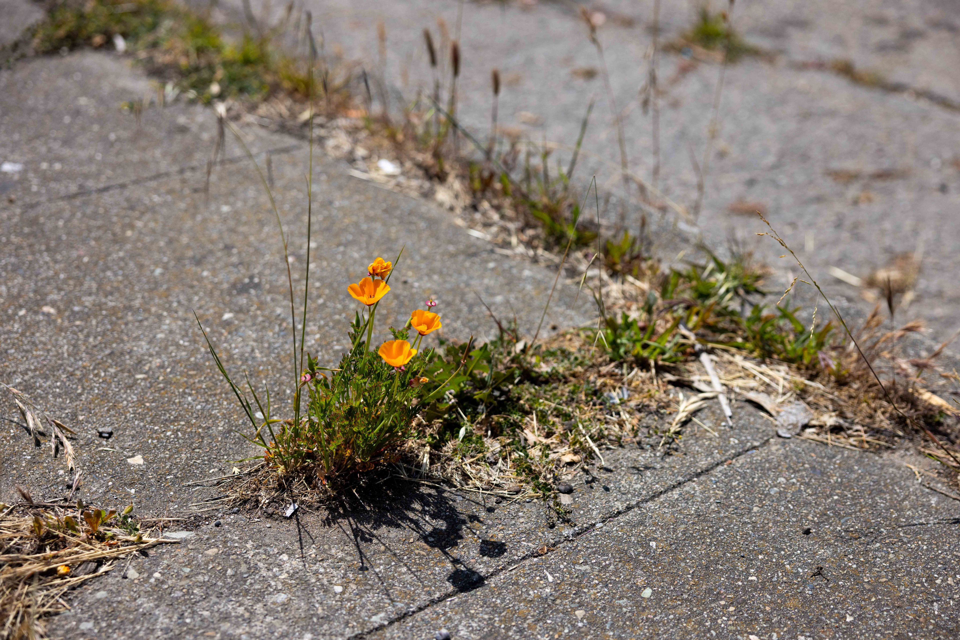 A small cluster of vibrant orange flowers grows through cracked pavement, surrounded by green grass and scattered dry patches, in bright sunlight.