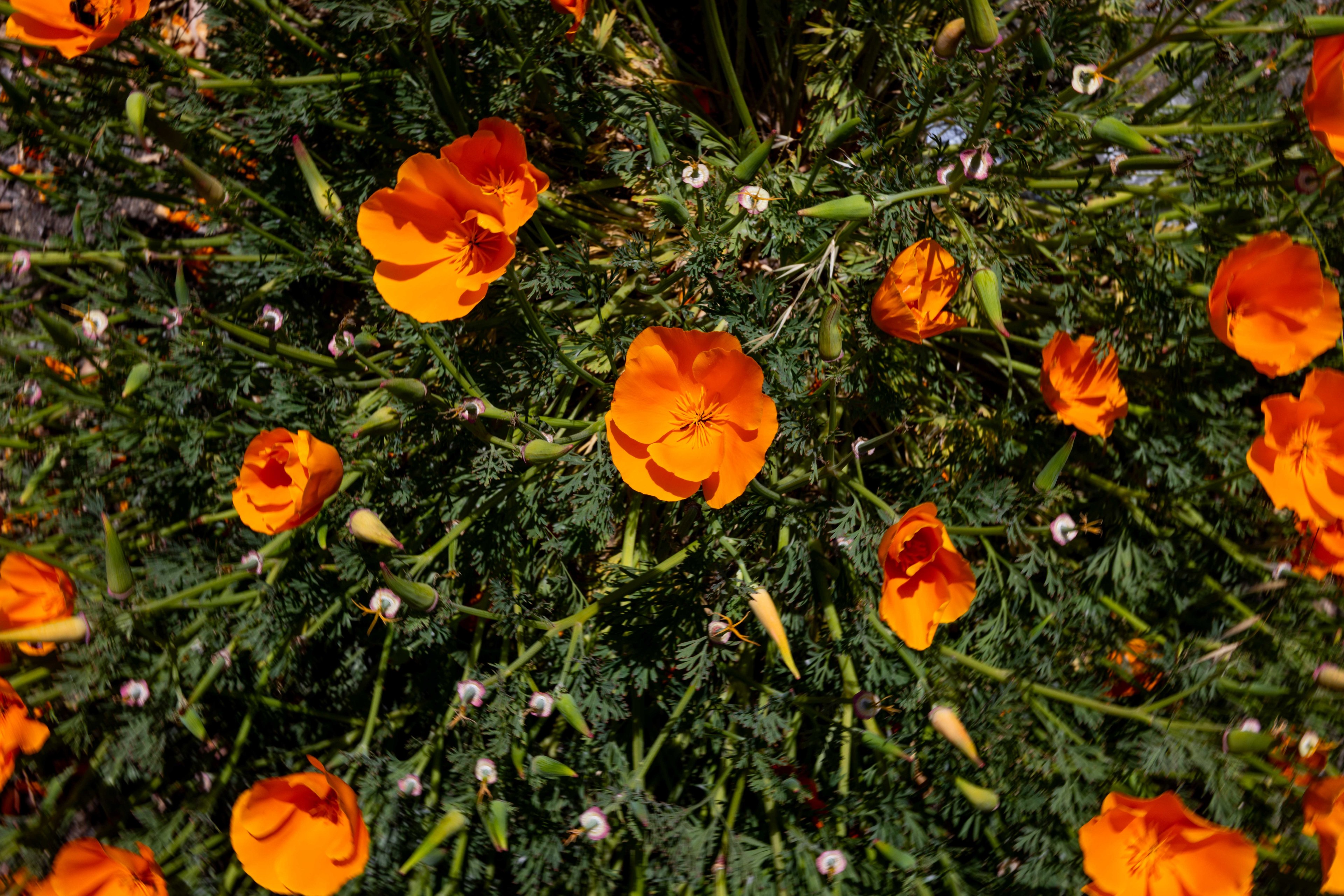 The image shows bright orange flowers with delicate green leaves and closed buds scattered among them, creating a vibrant and lively garden scene.