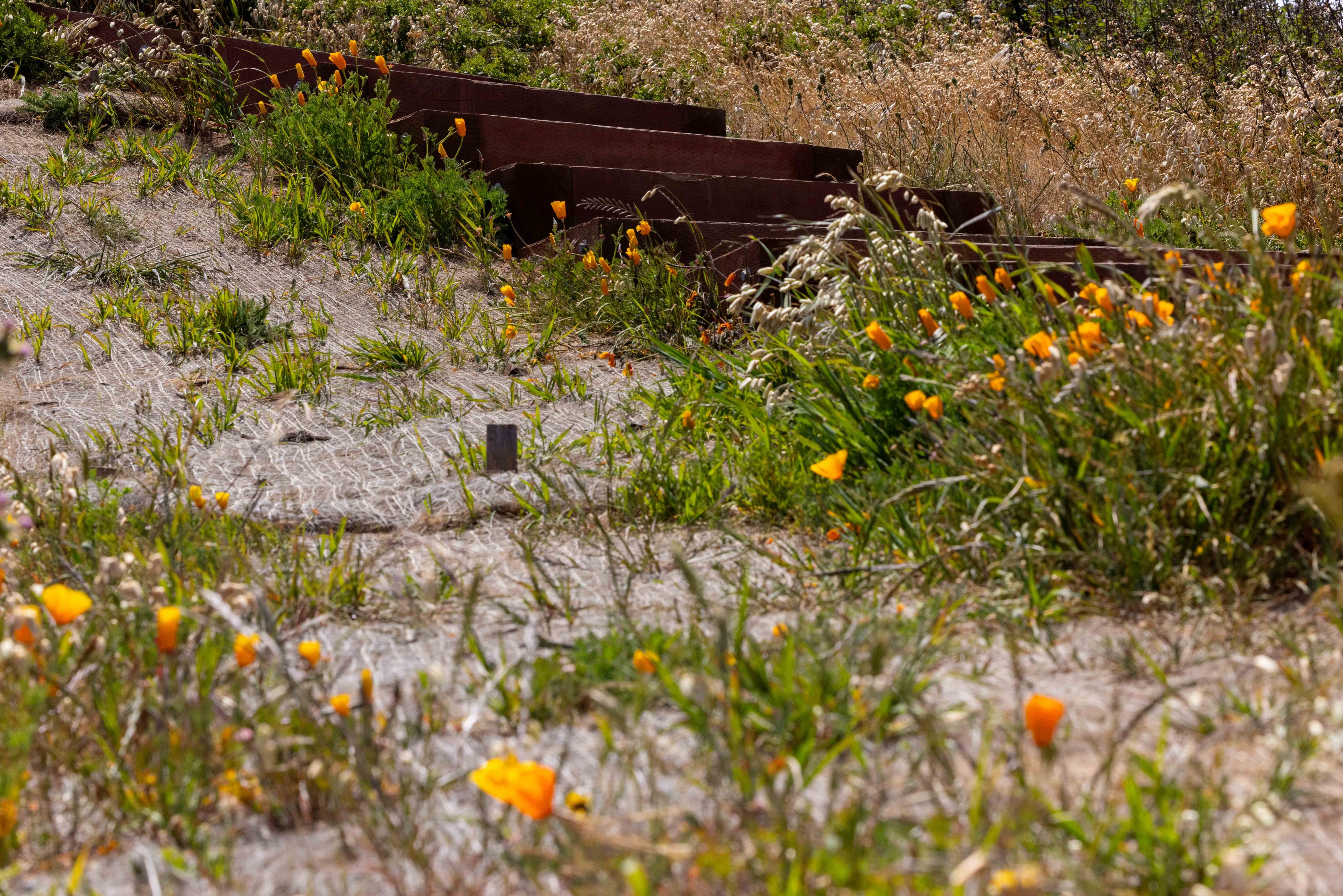 The image shows a sandy hillside with scattered orange flowers and low green plants. Wooden steps are partially visible, leading up through the vegetation.