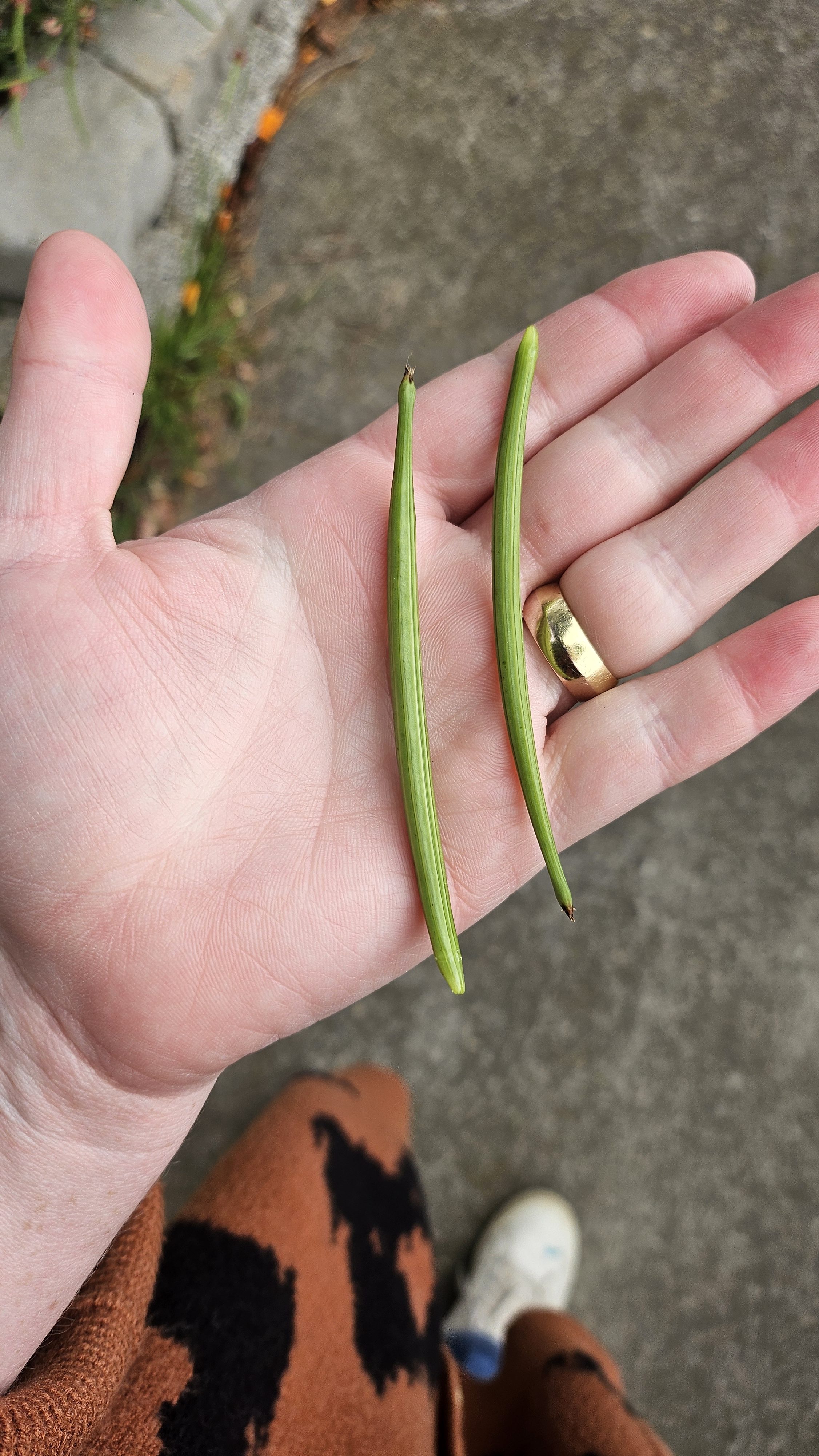 A hand holds two long, slender green pods on an open palm. The person wears a gold ring, and the background shows a concrete surface with a hint of plant life.