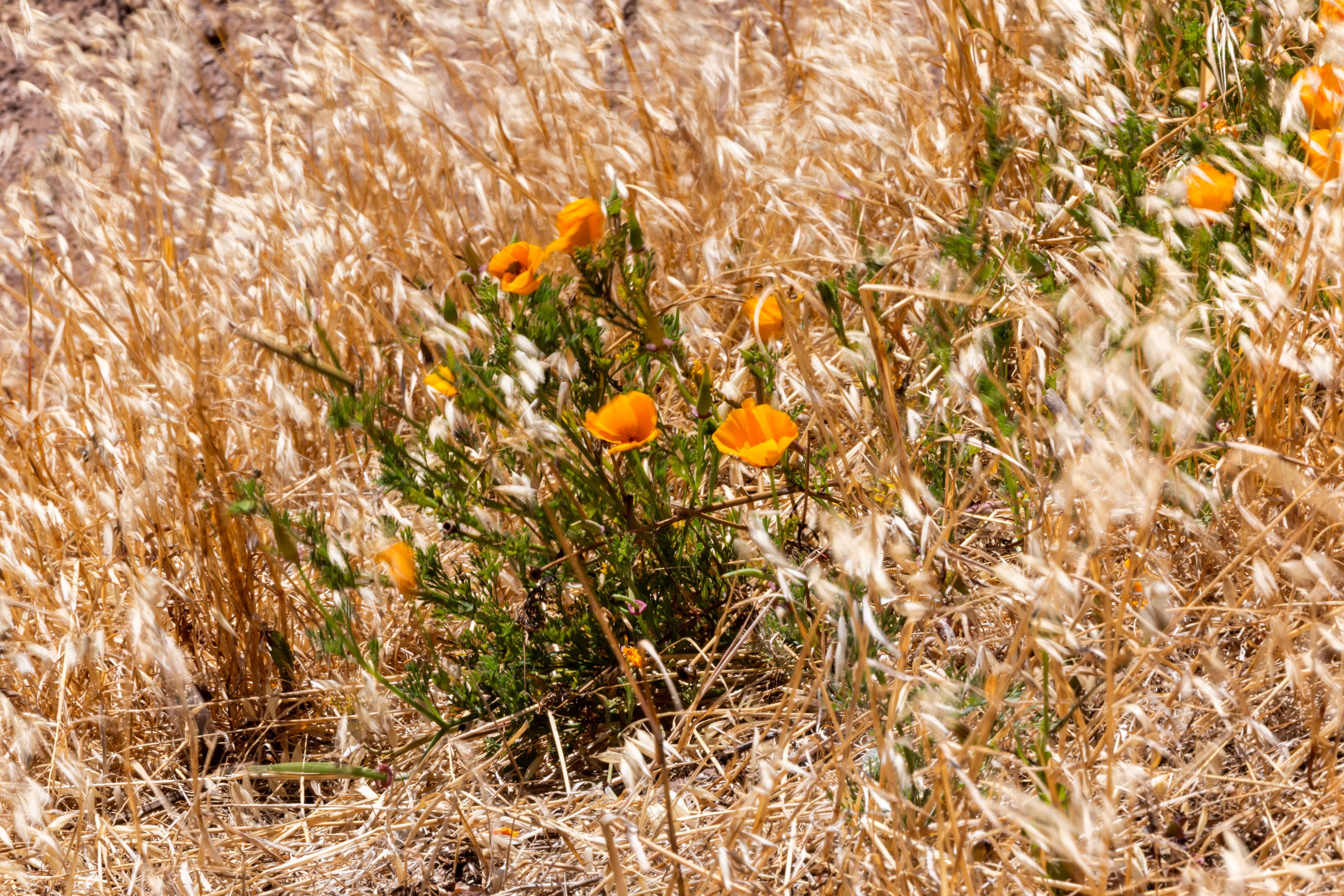 Bright orange flowers bloom among dry, golden grass, creating a vivid contrast of colors in a natural, wild setting.