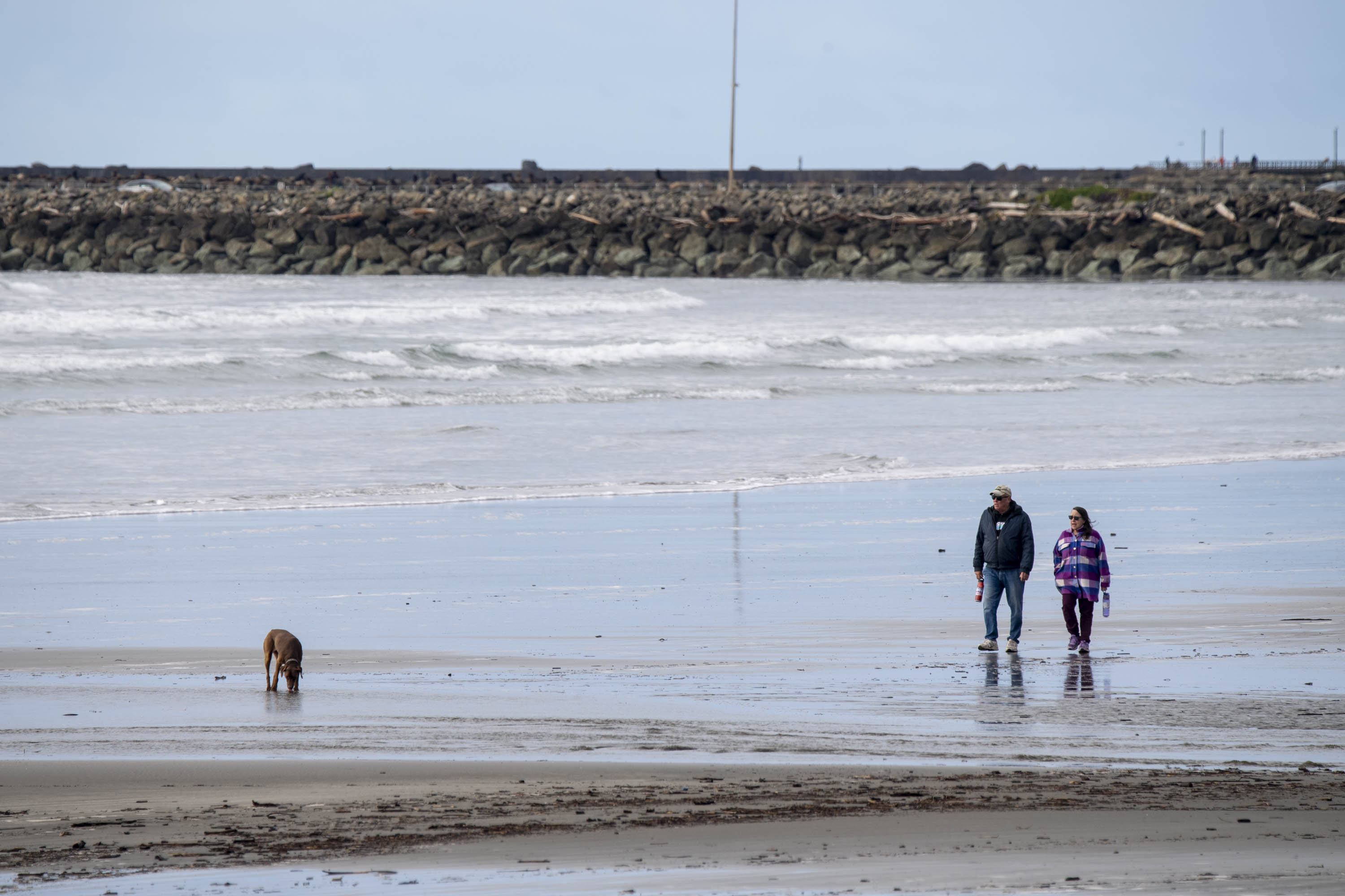 A man and woman walk on a beach with a dog nearby. Waves gently crash, and a rocky breakwater lines the horizon. The sky is overcast.