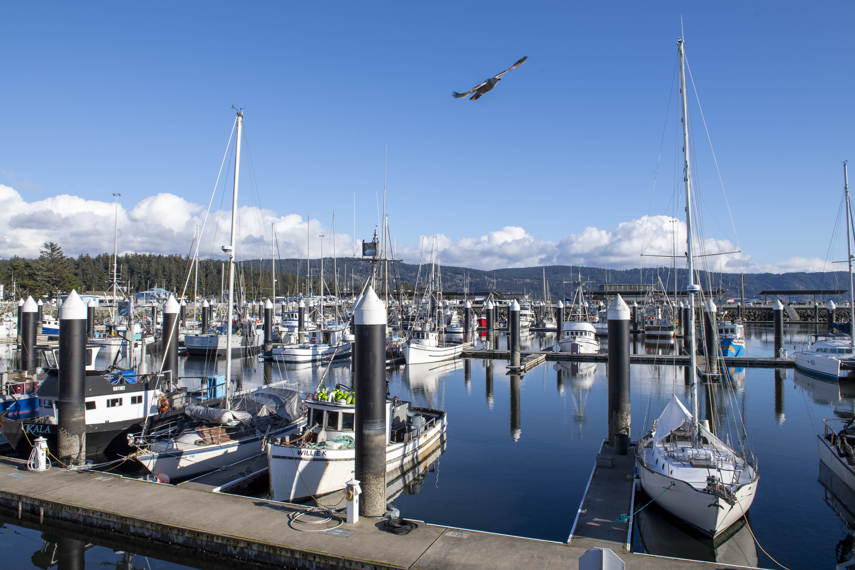 A picturesque marina scene shows numerous sailboats docked at piers under a clear blue sky. An eagle soars above, with lush trees and hills in the background.