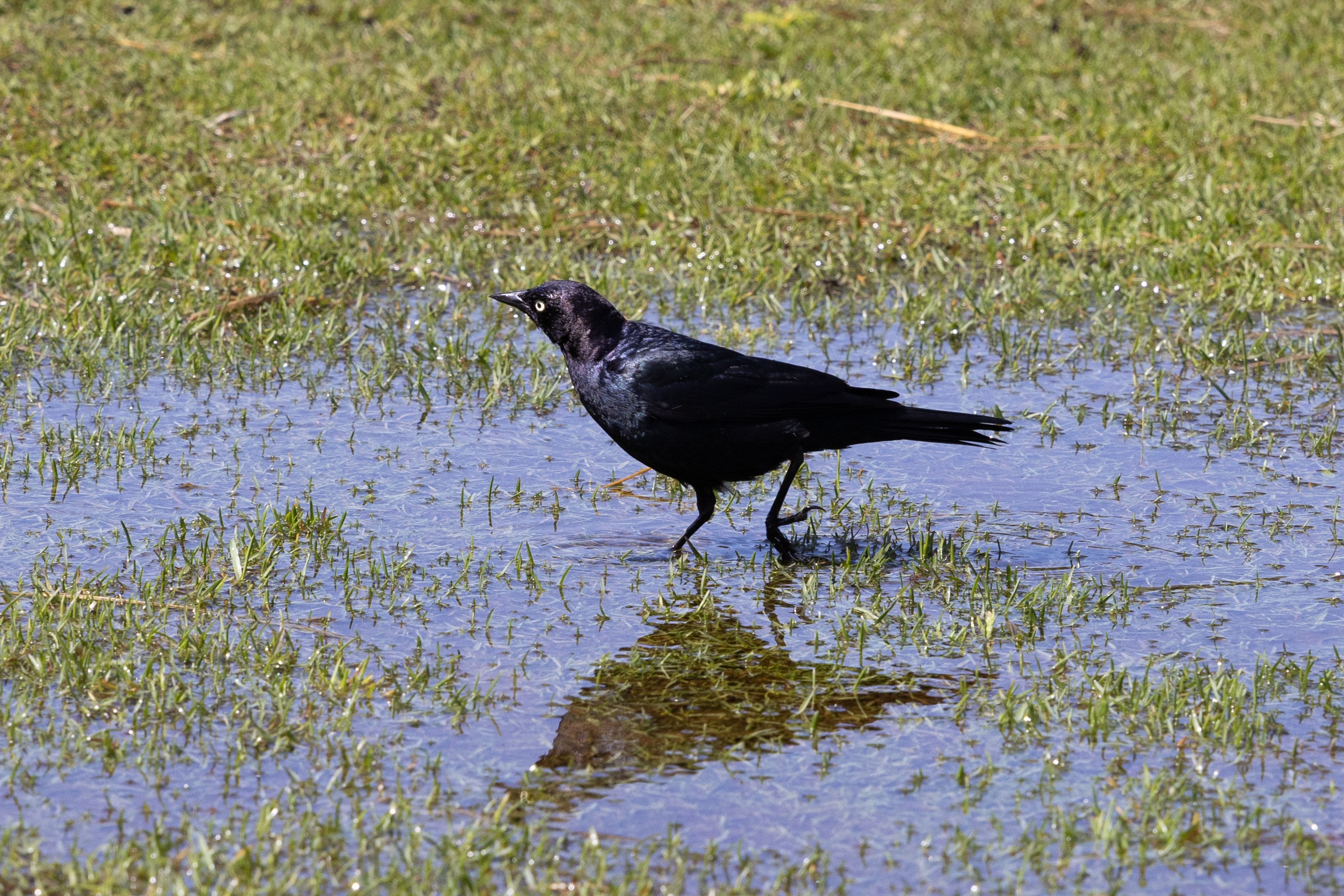 A black bird stands in shallow water on grass, casting a clear reflection. The scene is sunlit, highlighting the bird's shiny feathers.
