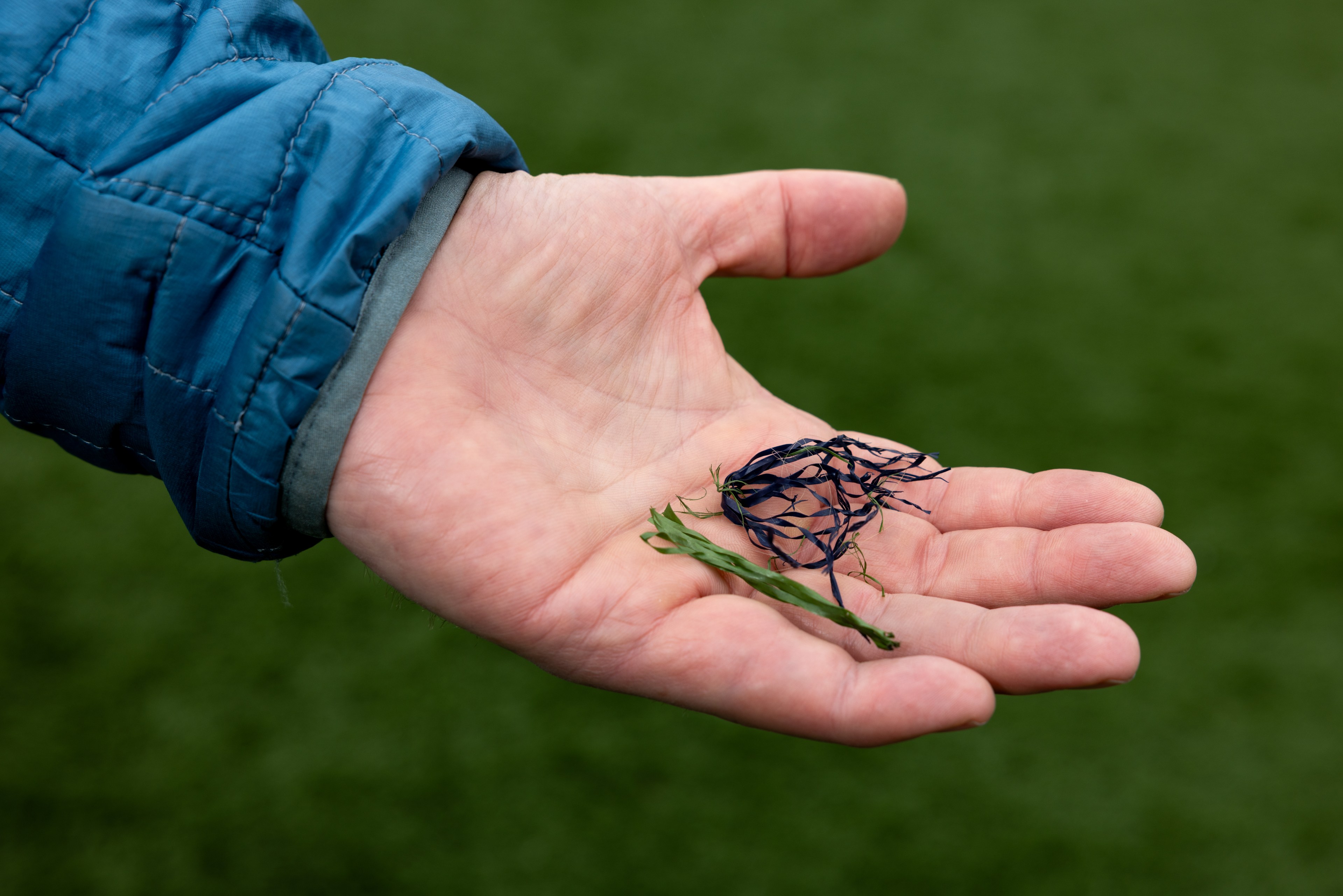 A hand in a blue jacket holds a small bundle of dark, stringy seaweed and a thin, green leaf against a blurred green background.