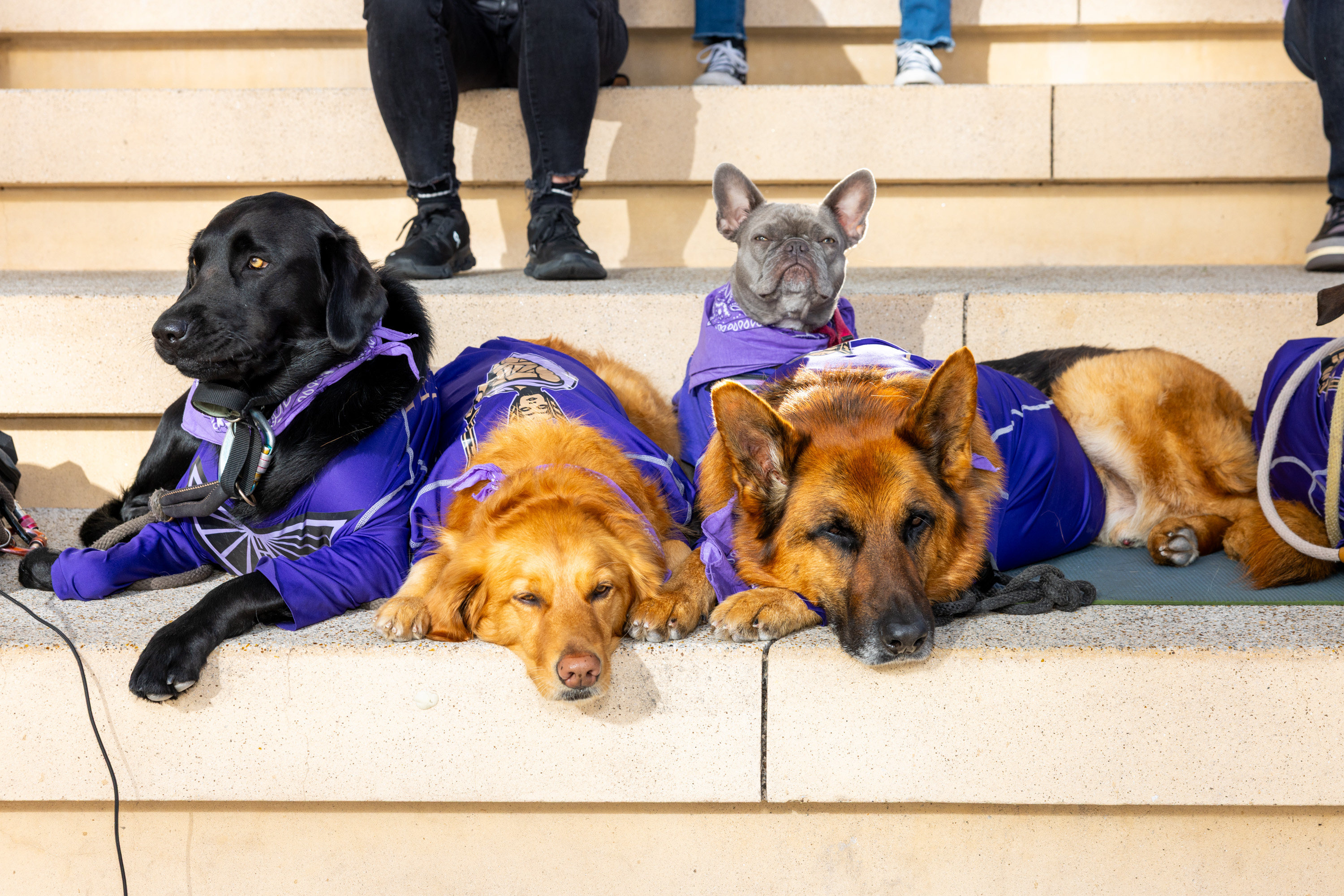 Four dogs in purple shirts lie on stone steps, including a black lab, a golden retriever, a German shepherd, and a French bulldog.