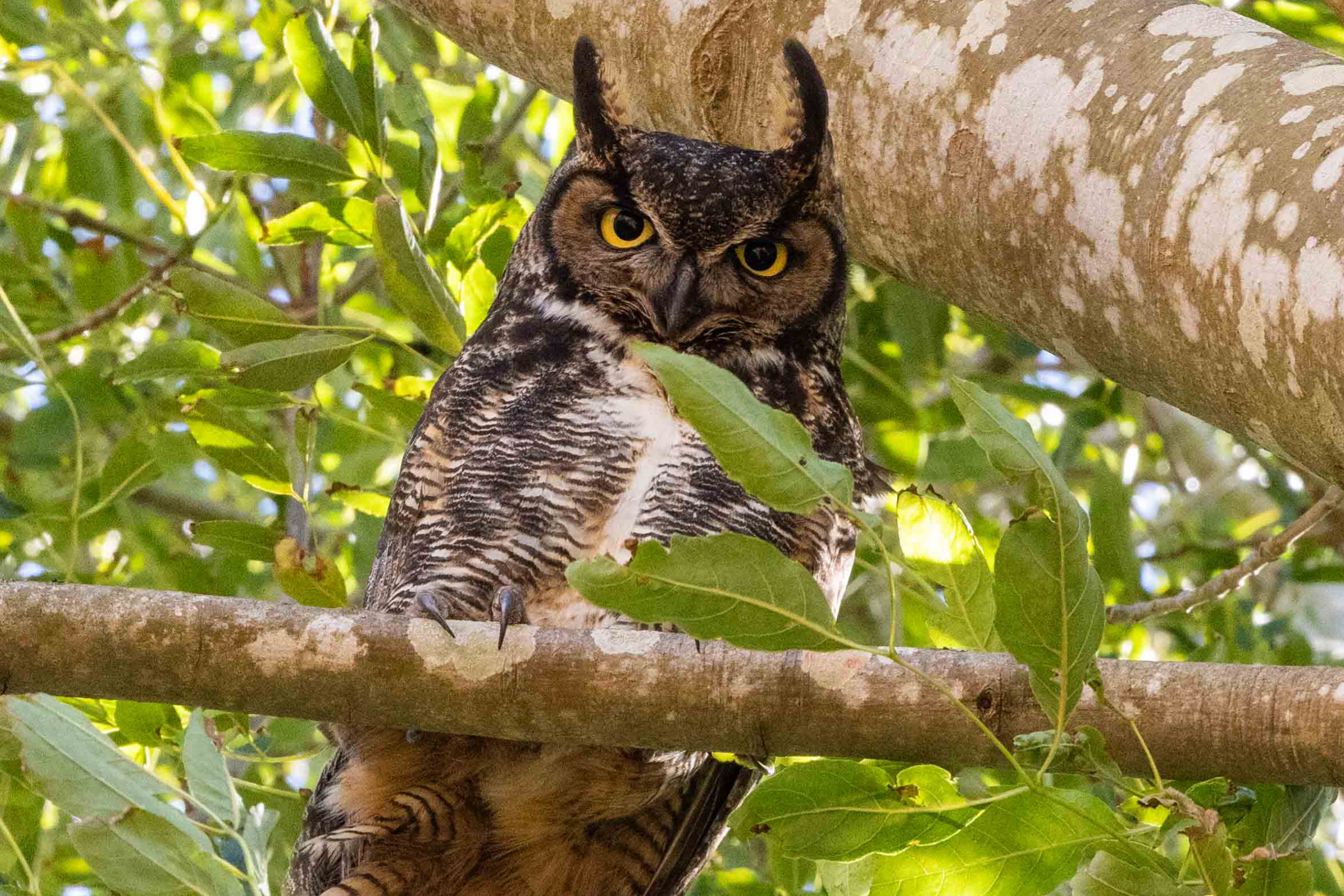 A great horned owl with striking yellow eyes perches on a branch, surrounded by green leaves. It blends in with the tree's bark and foliage.
