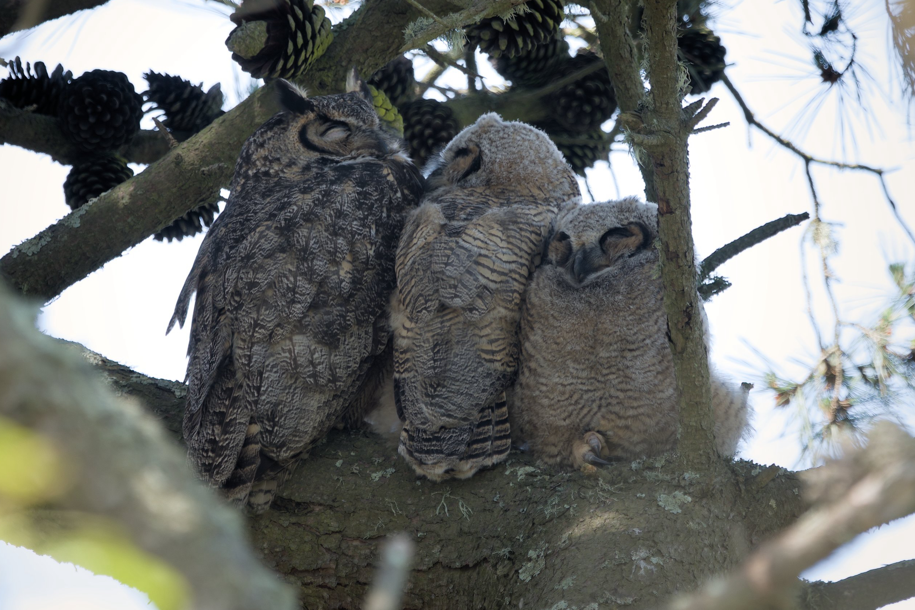 Three owls, two adults and one juvenile, are perched closely on a tree branch surrounded by pine cones, appearing calm and resting.