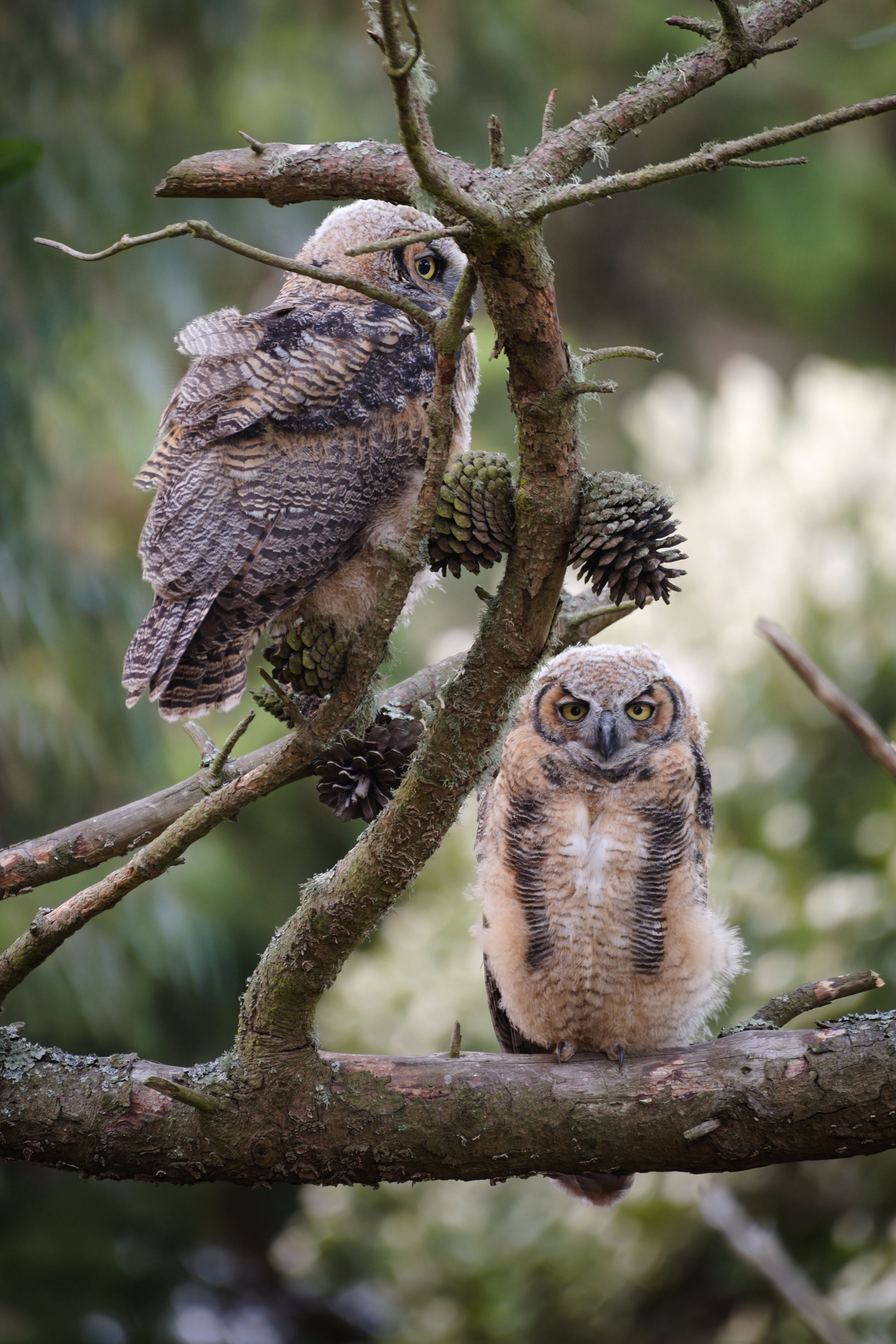 Two young owls with downy feathers perch on a mossy branch, surrounded by green foliage. One owl faces forward, and the other looks to the side.